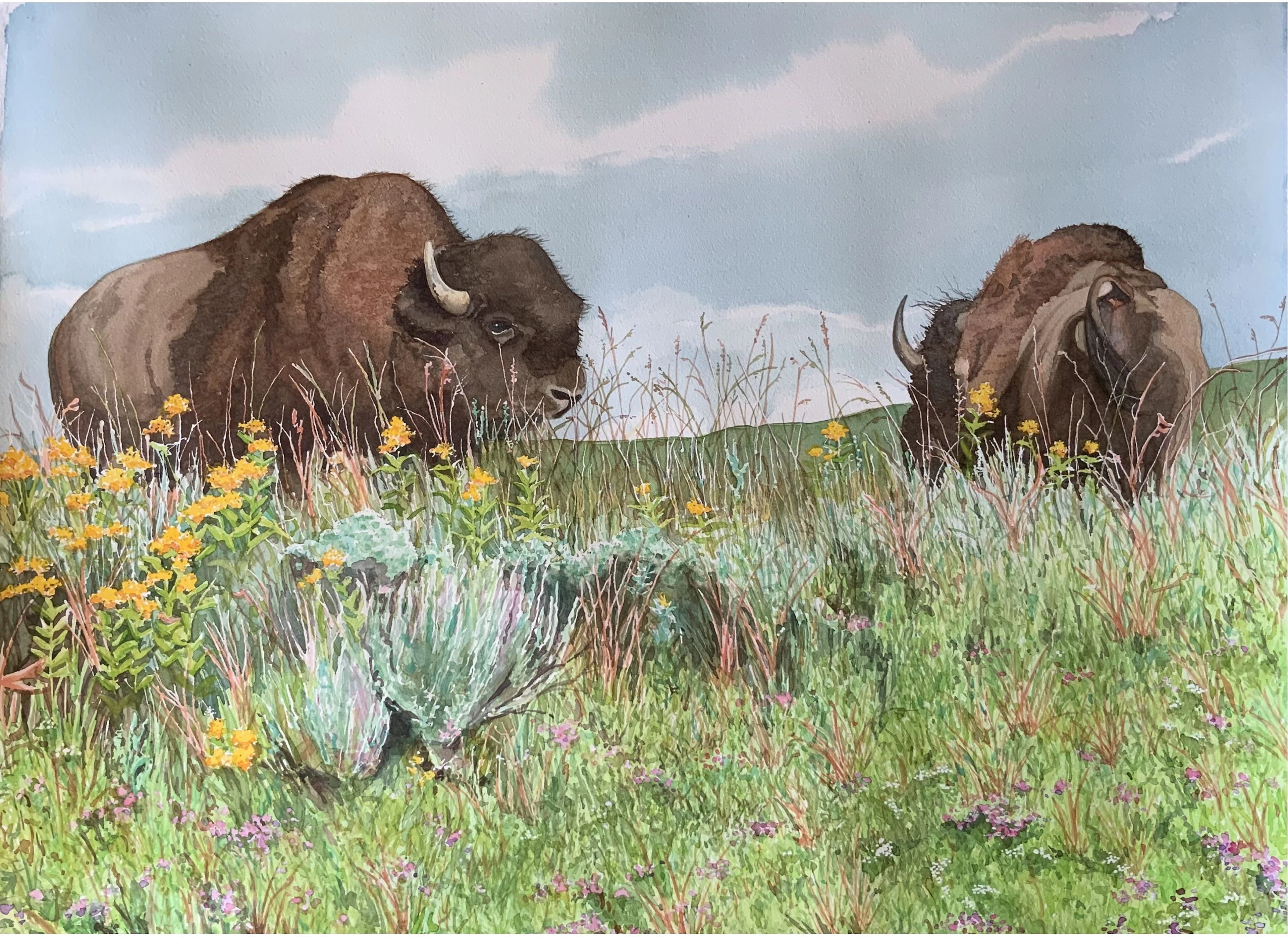Yellowstone Bison - Leslie White