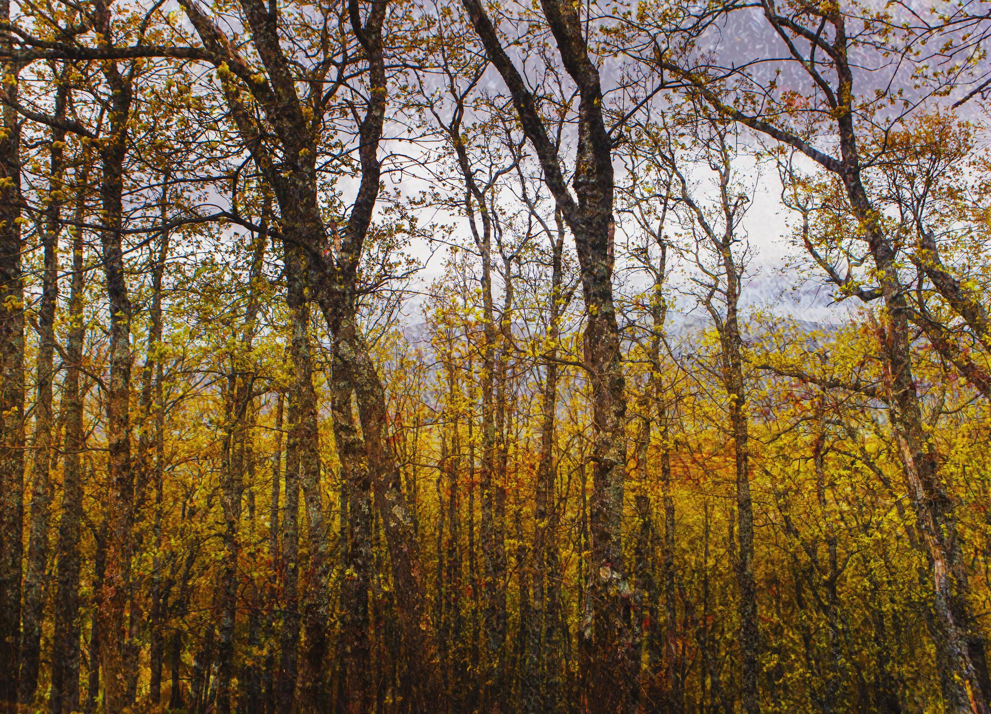 Colors of autumn - Viet Ha Tran