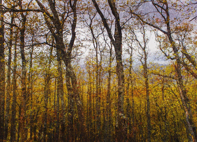 Colors of autumn - Viet Ha Tran