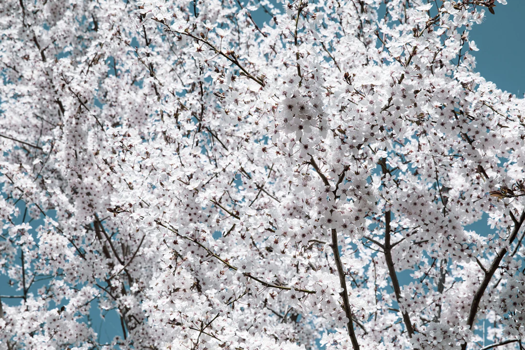 White spring - Viet Ha Tran