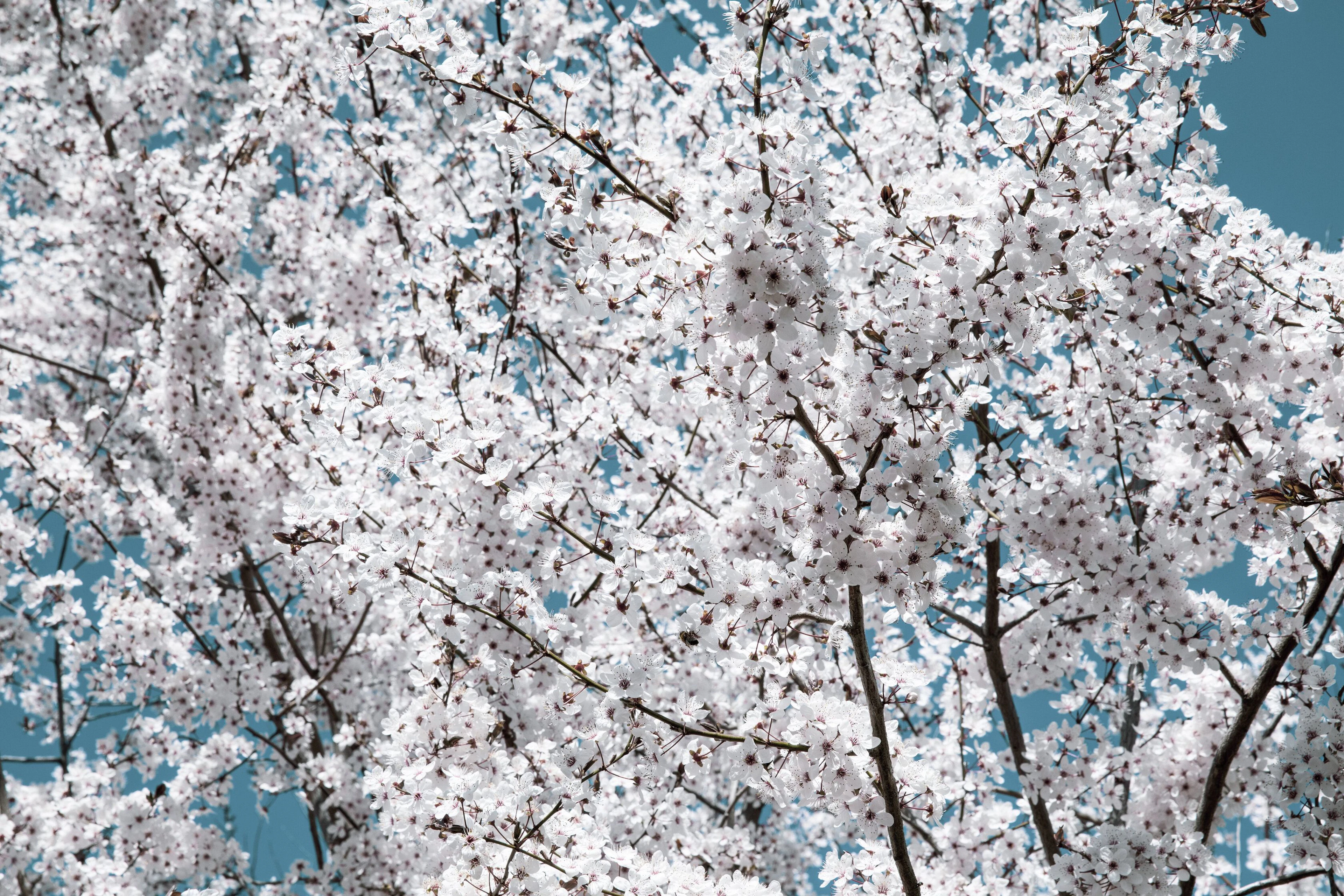White spring - Viet Ha Tran
