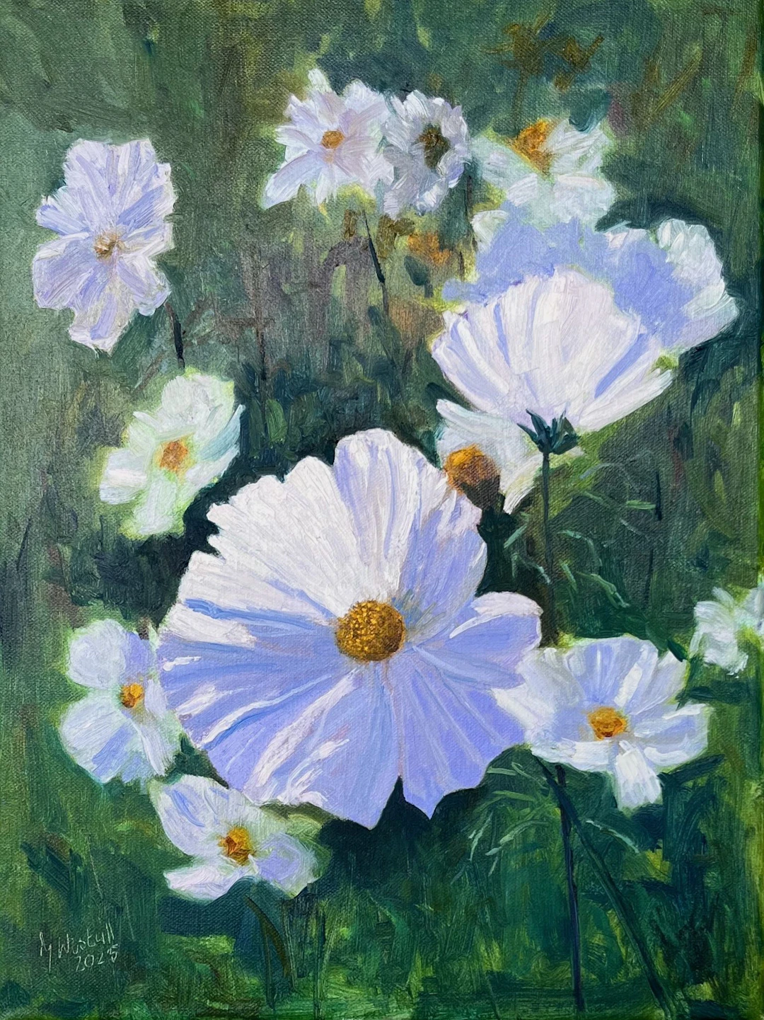 Cosmea - Gary Westall