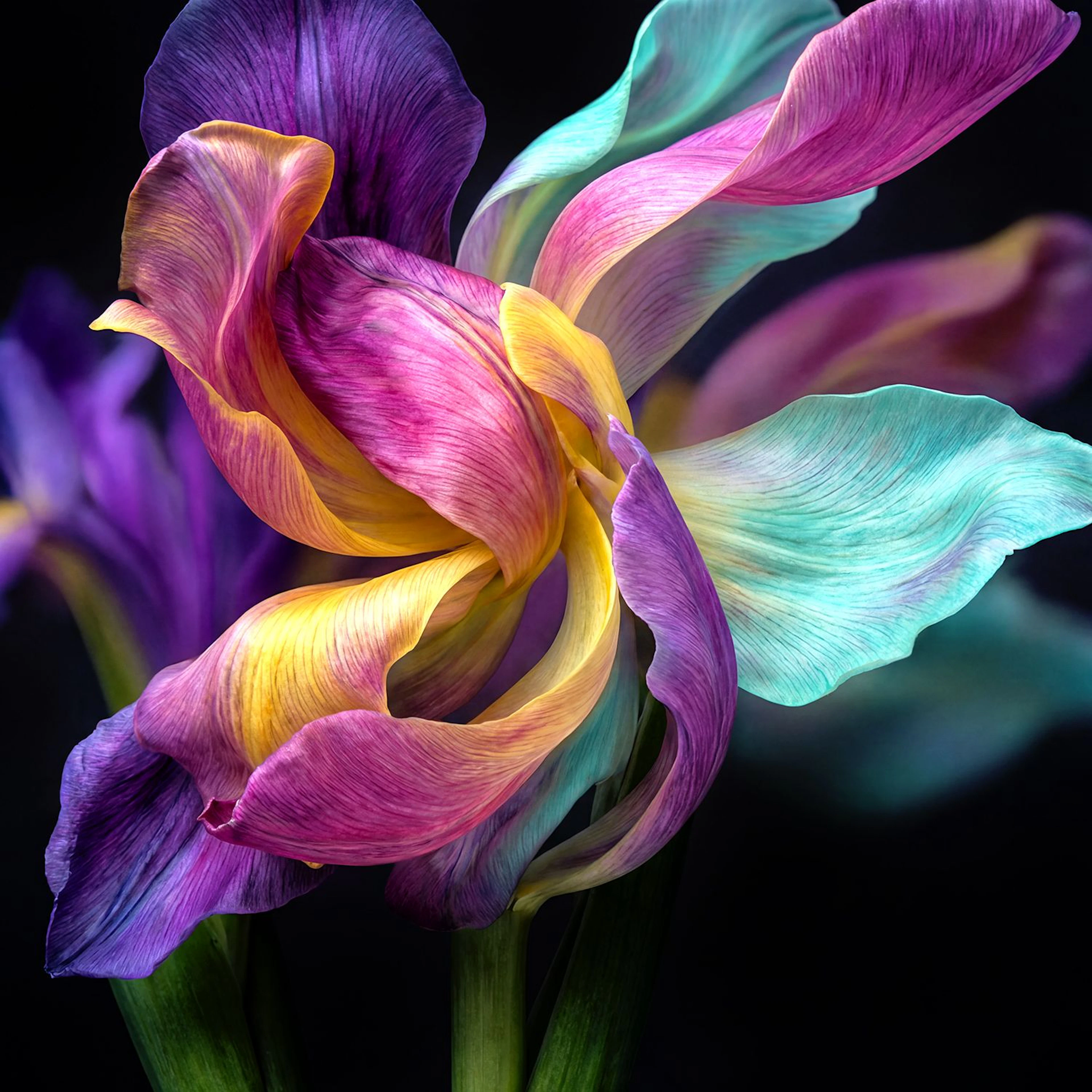 Color Swirl - Michael Filonow