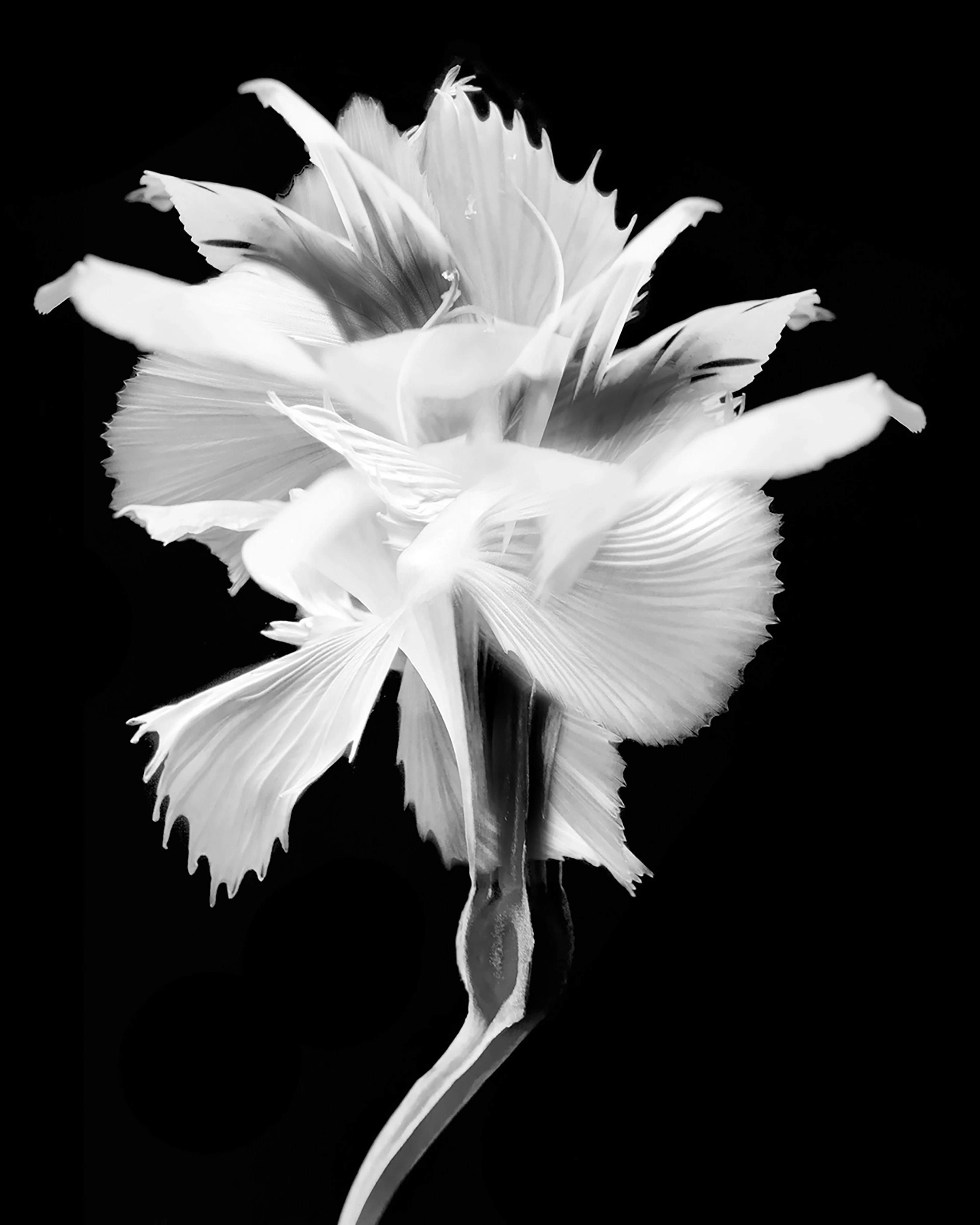 Kaleidoscope 66 BW - Michael Filonow