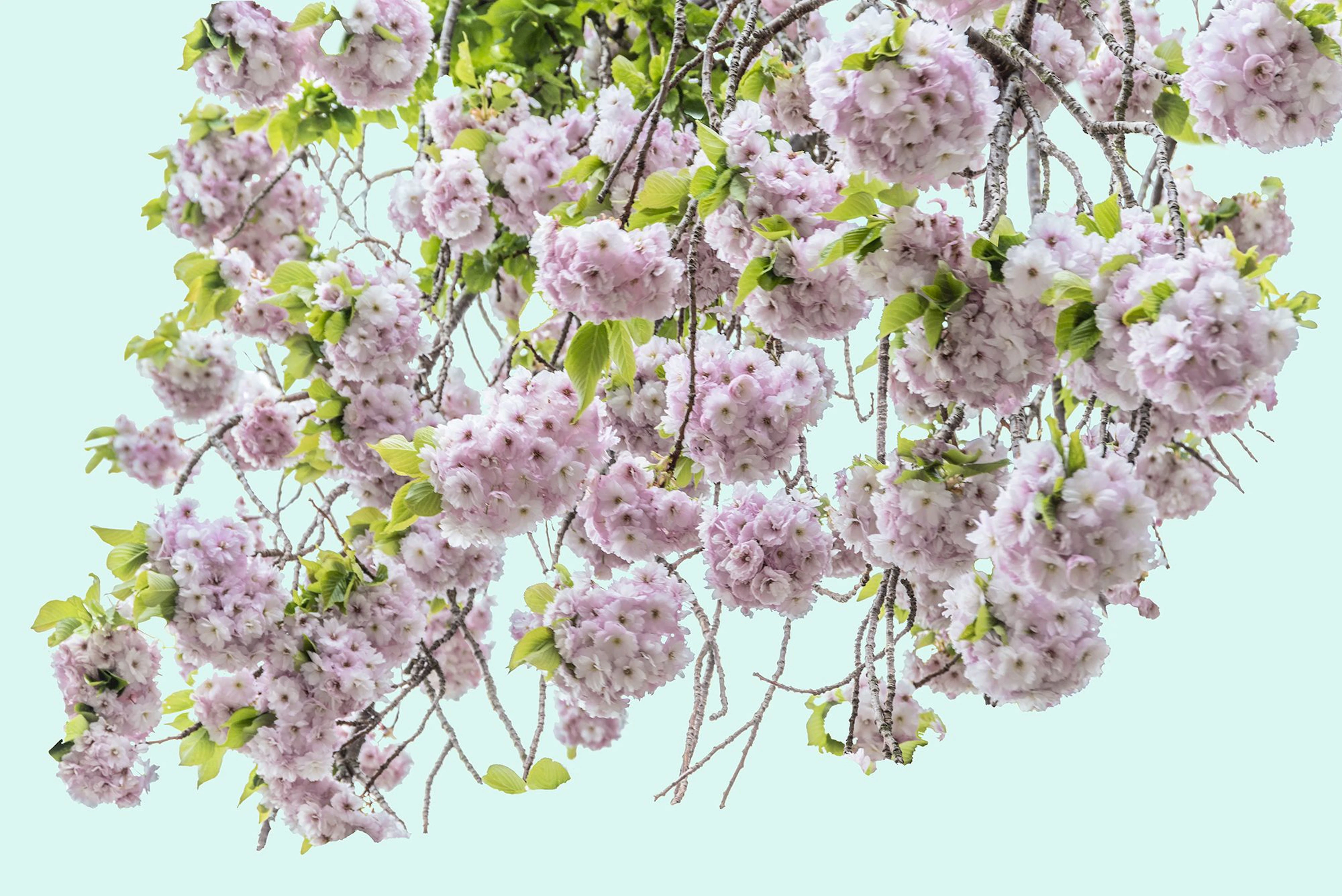 Blossom I - Adam Regan