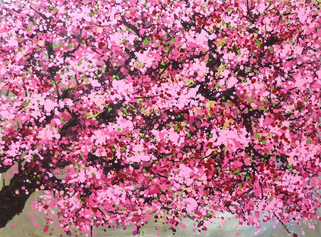 SAKURA - Cherry blossoms bloom - Hoang Phuong