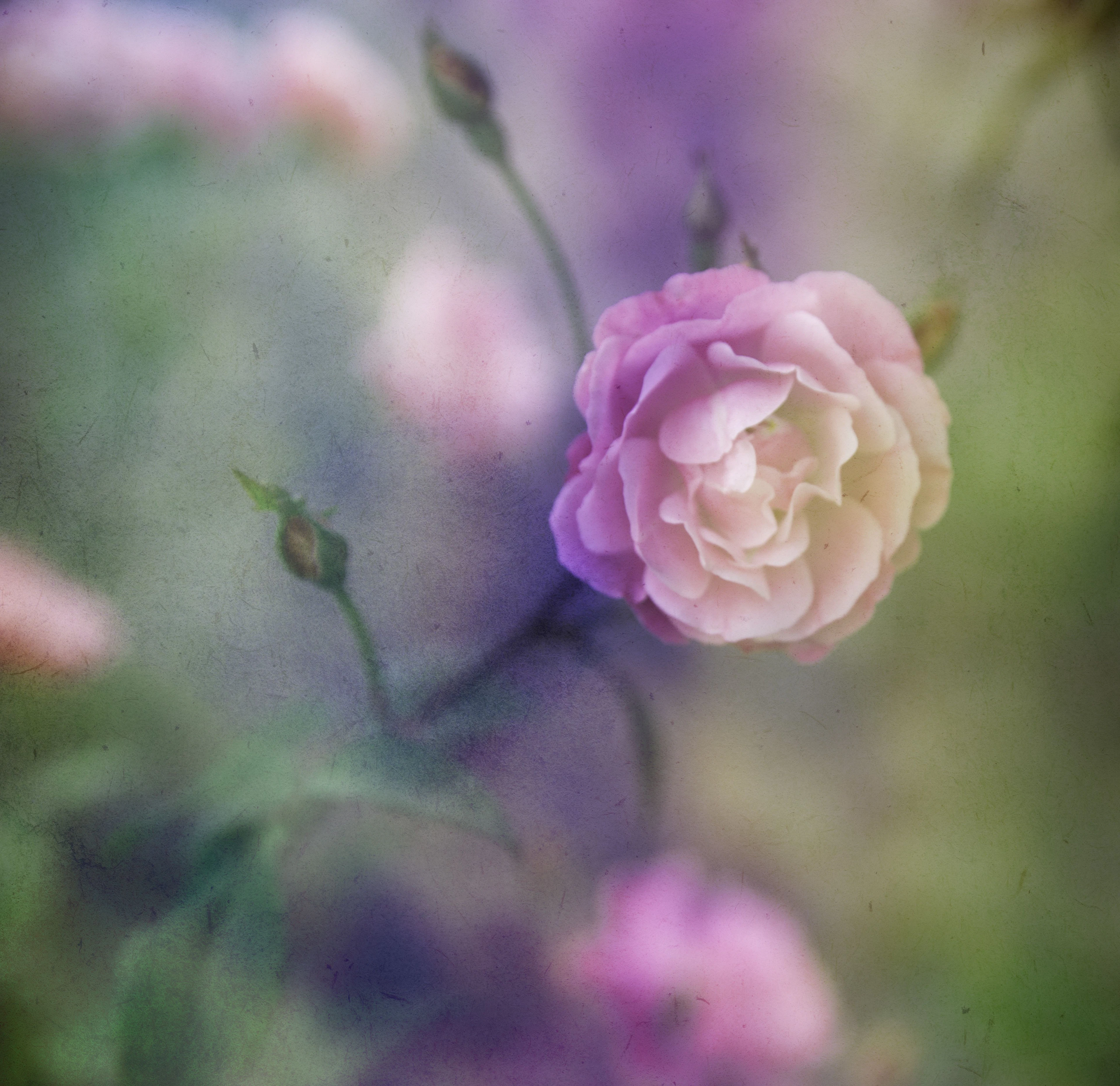 Garden of time V - Viet Ha Tran