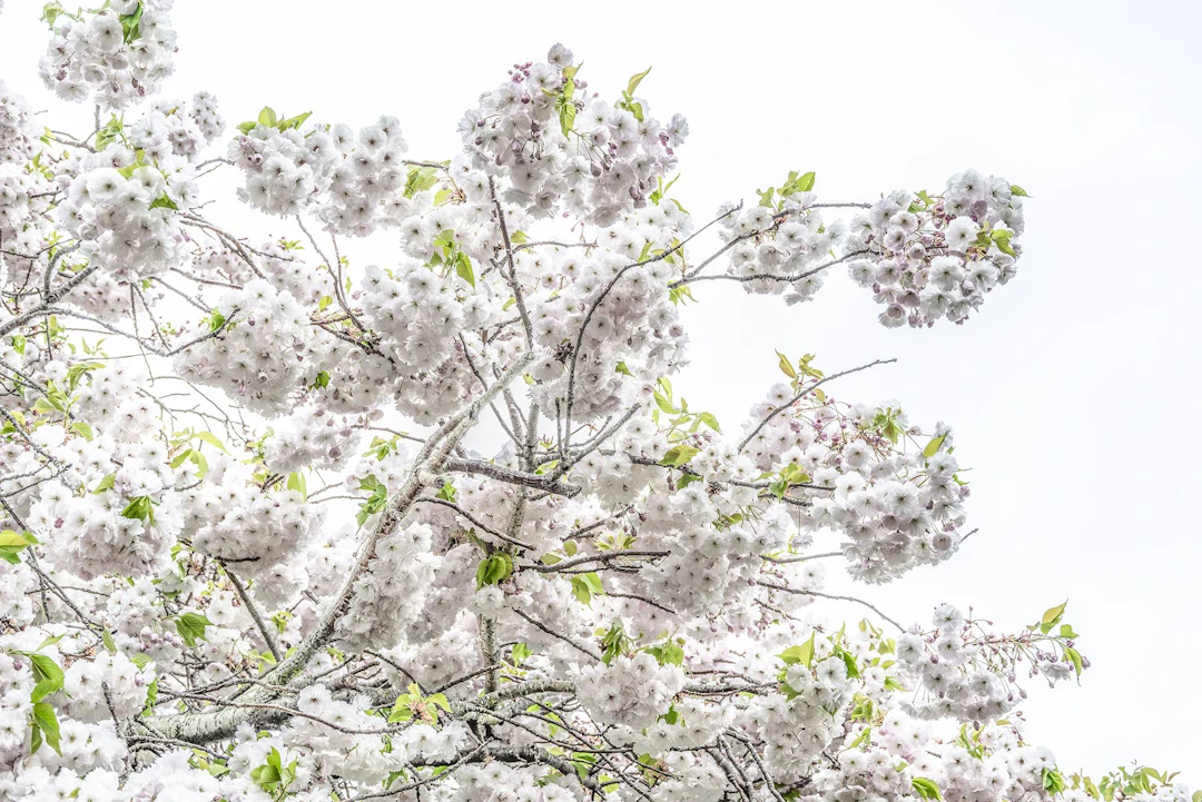 Blossom II - Adam Regan