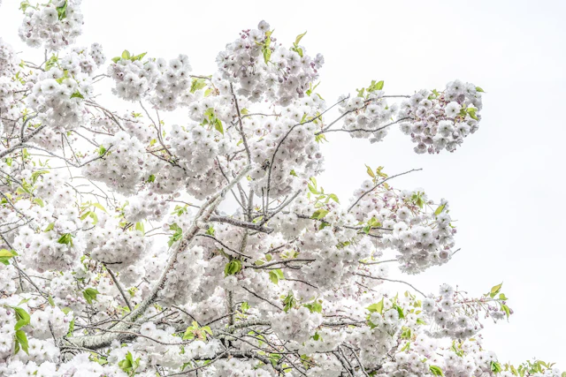 Blossom II - Adam Regan