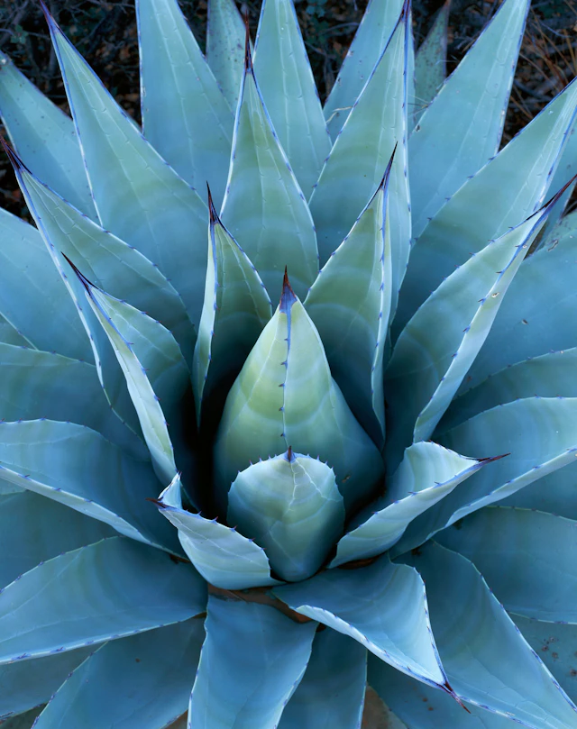 Agave - BD Griffith