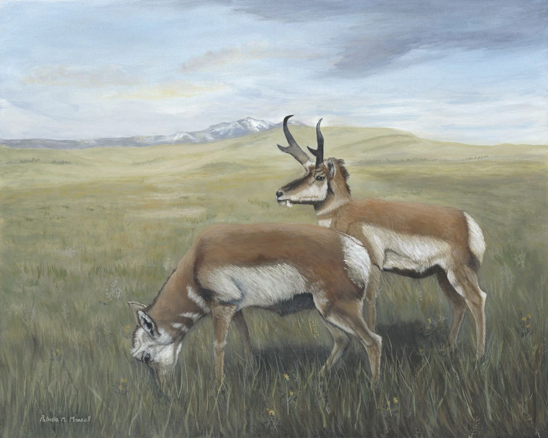PRAIRIE GHOSTS (Pronghorn) - Patricia Mansell