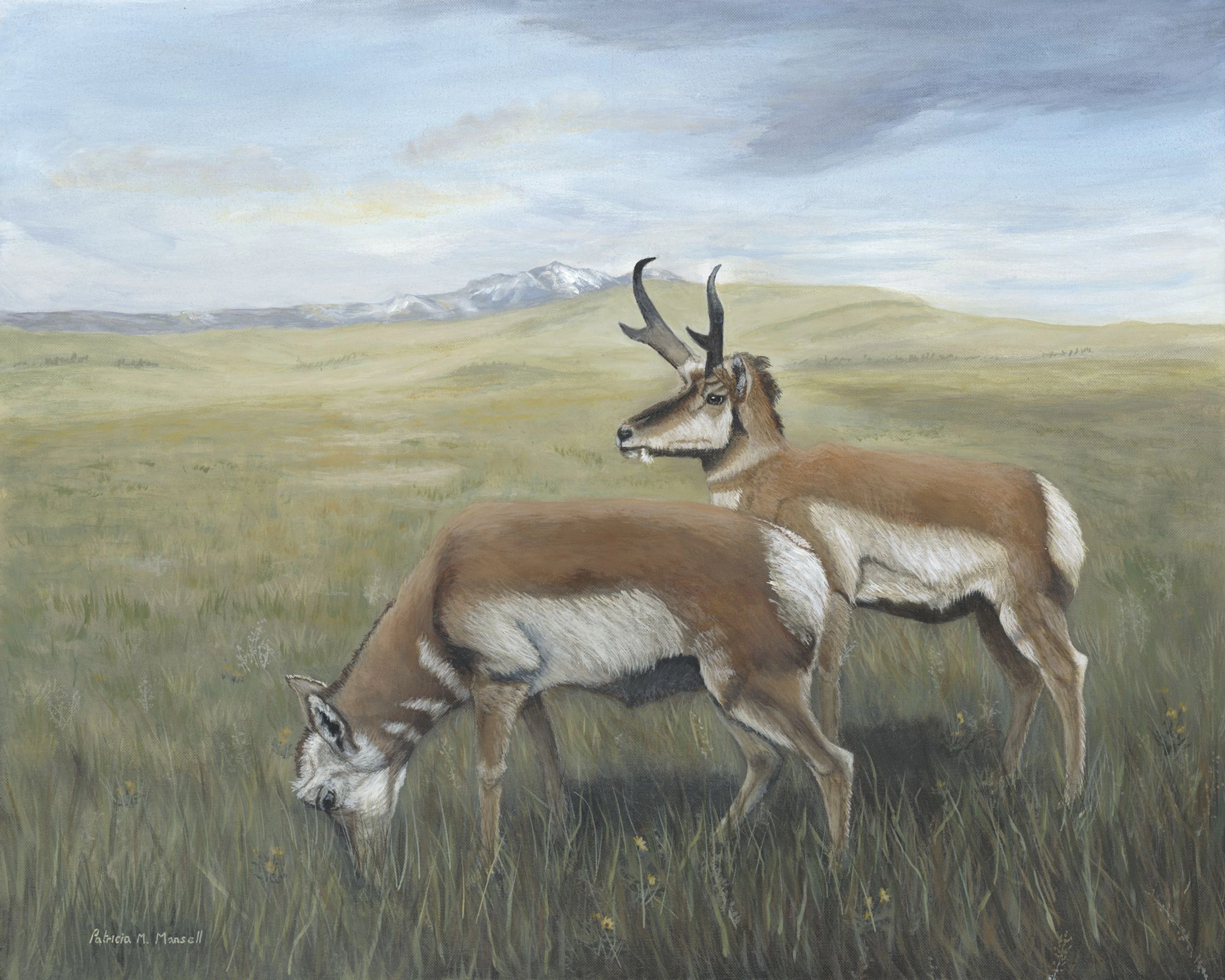 PRAIRIE GHOSTS (Pronghorn) - Patricia Mansell