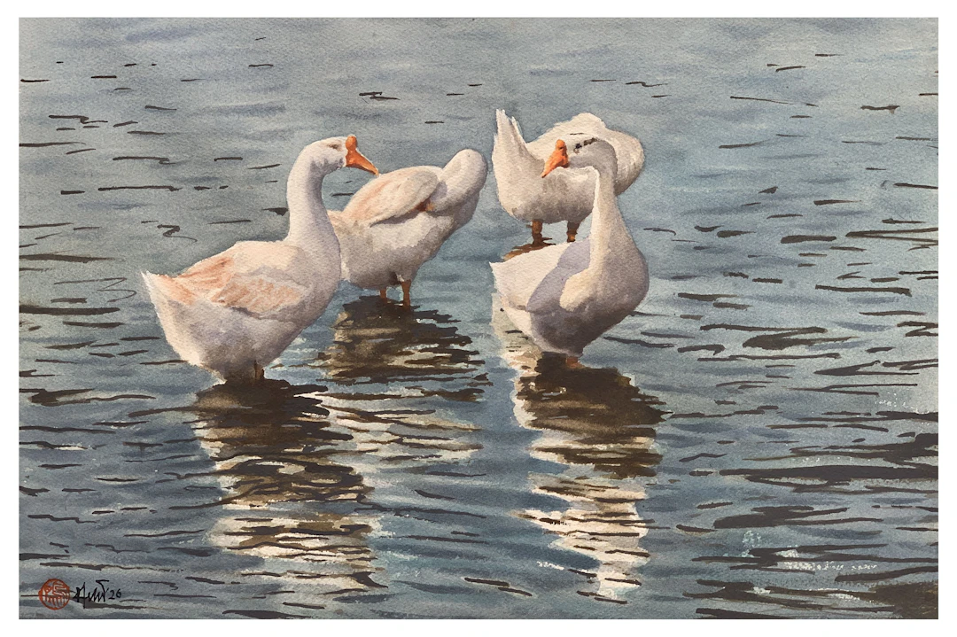 Geese in Shallow Water - Helal Uddin