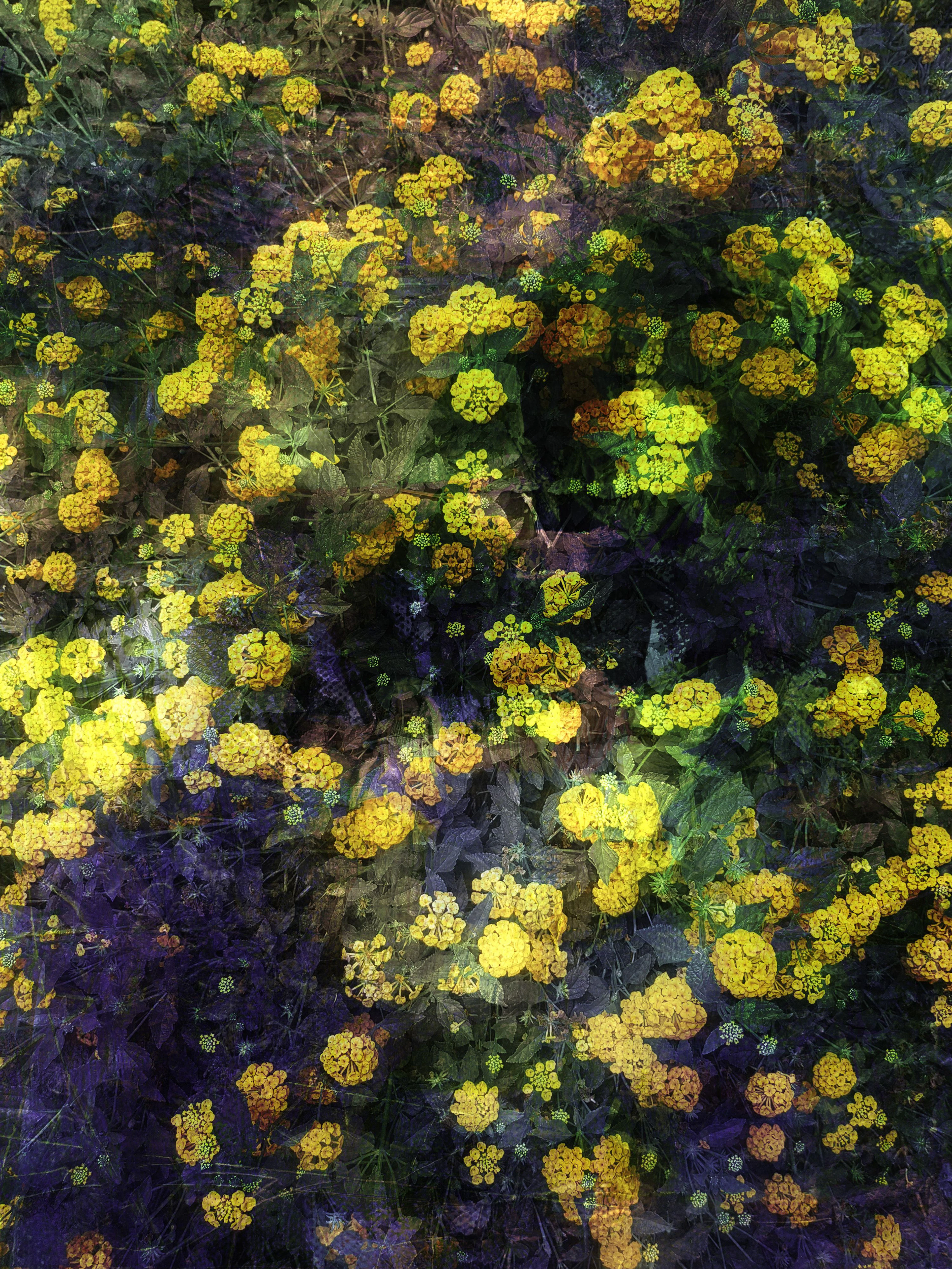 Portrait of yellow - Viet Ha Tran