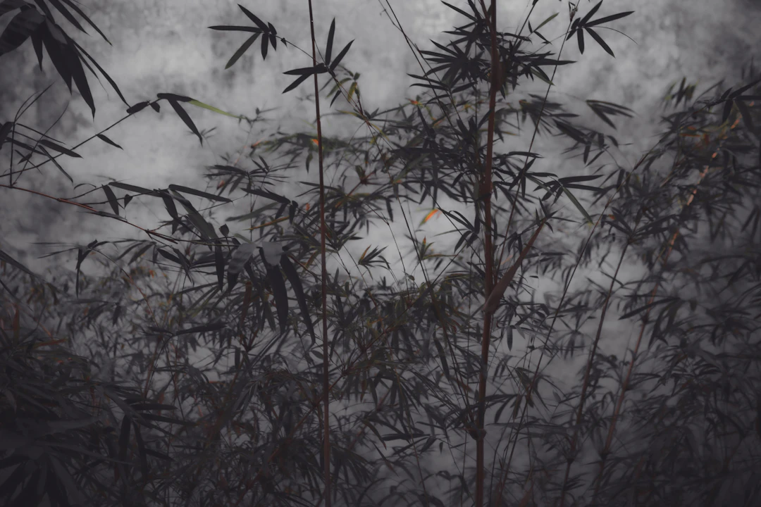 The power of simplicity II - Viet Ha Tran
