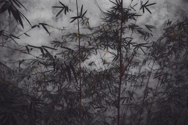 The power of simplicity II - Viet Ha Tran