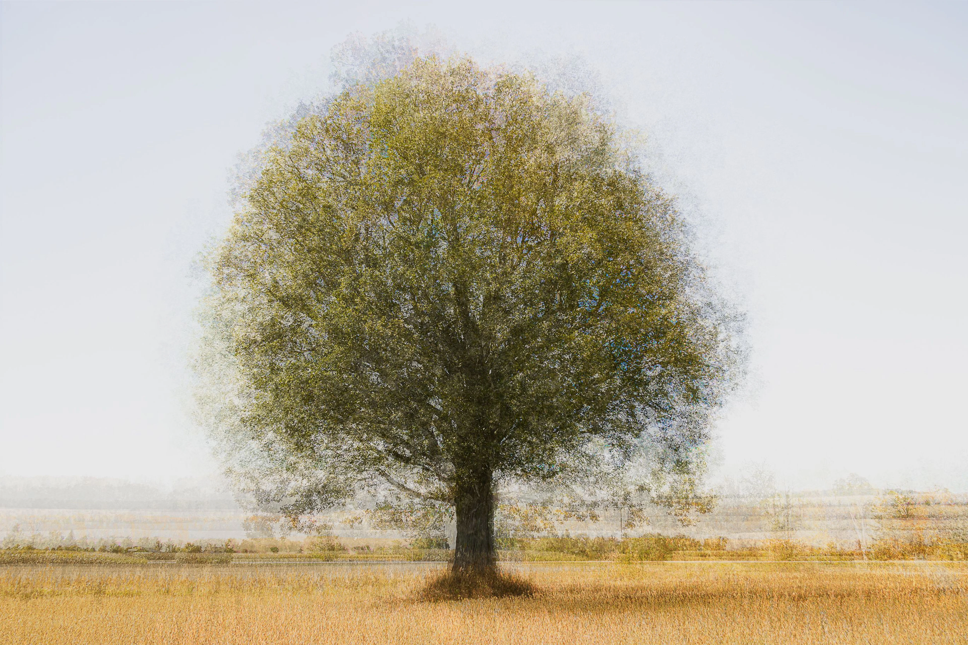 Lonely Tree limited edition - Cristina Stefan