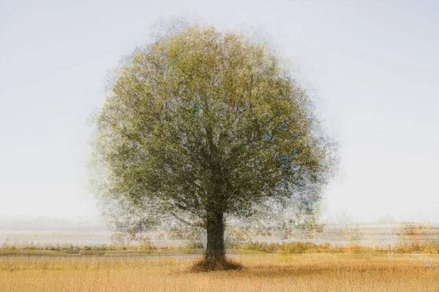 Lonely Tree limited edition - Cristina Stefan