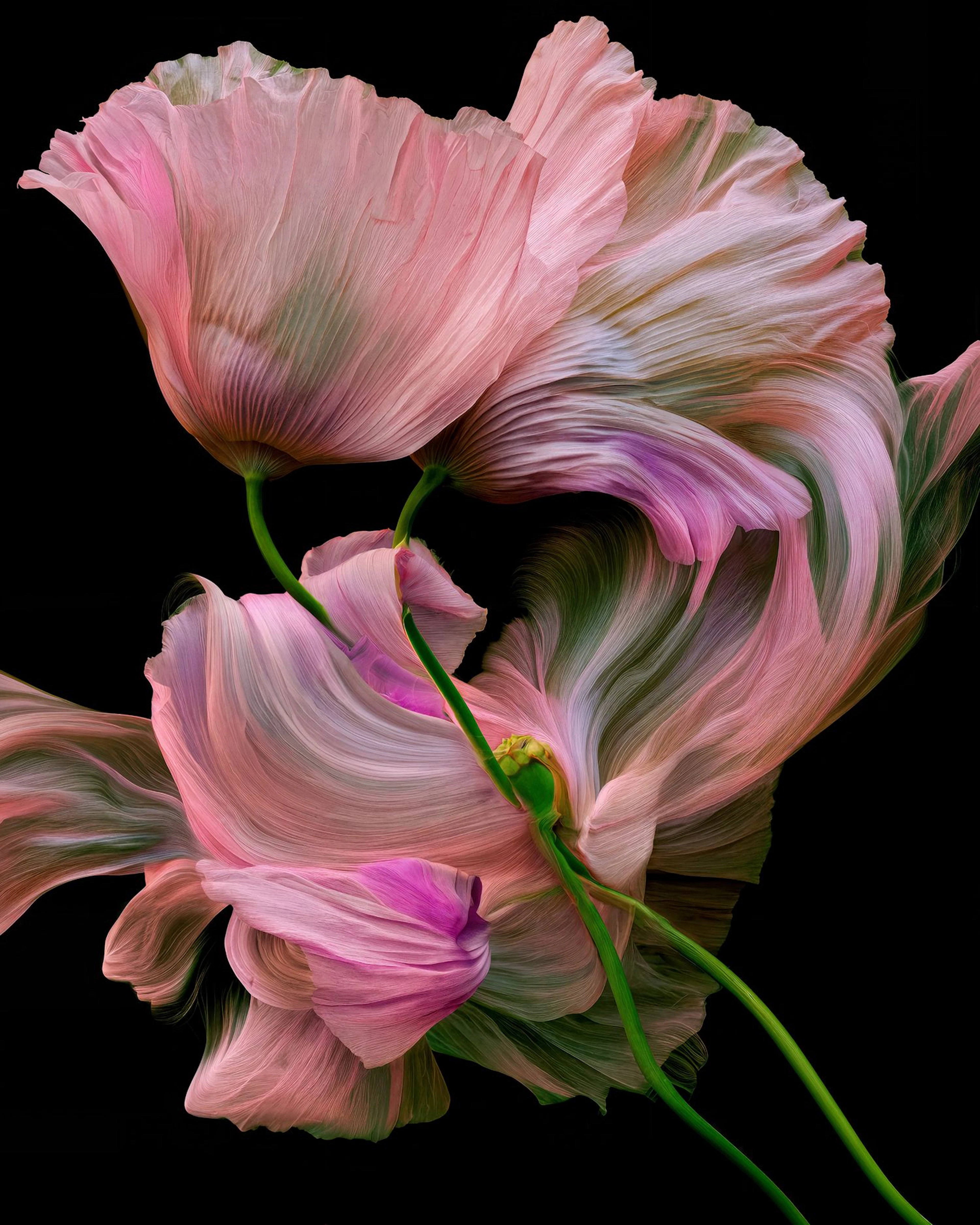 Liquid Botanical - Michael Filonow