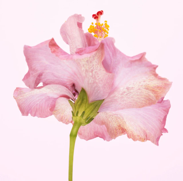 PINK TWIRLING HIBISCUS - Andrew Lever