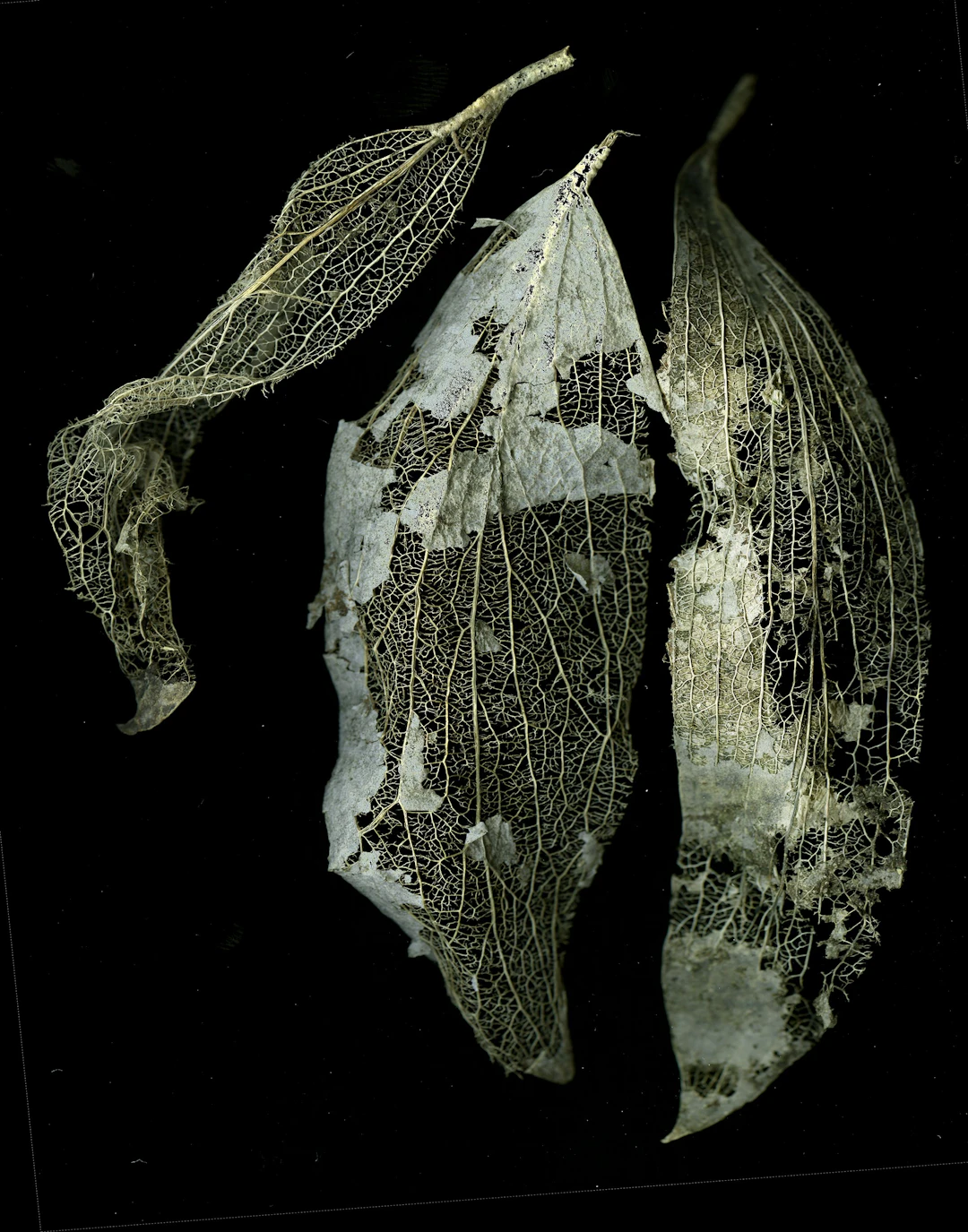 Ephemera - David McCrae