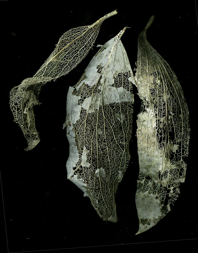 Ephemera - David McCrae