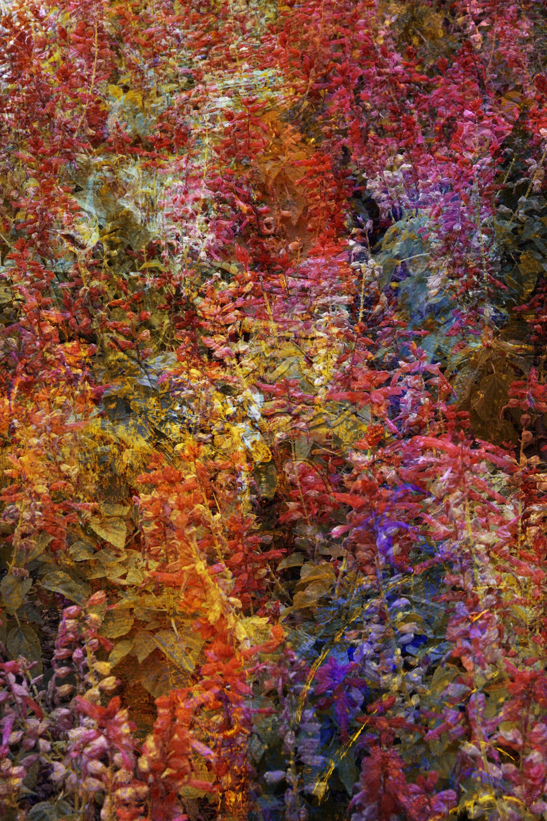 Colors of summer - Viet Ha Tran