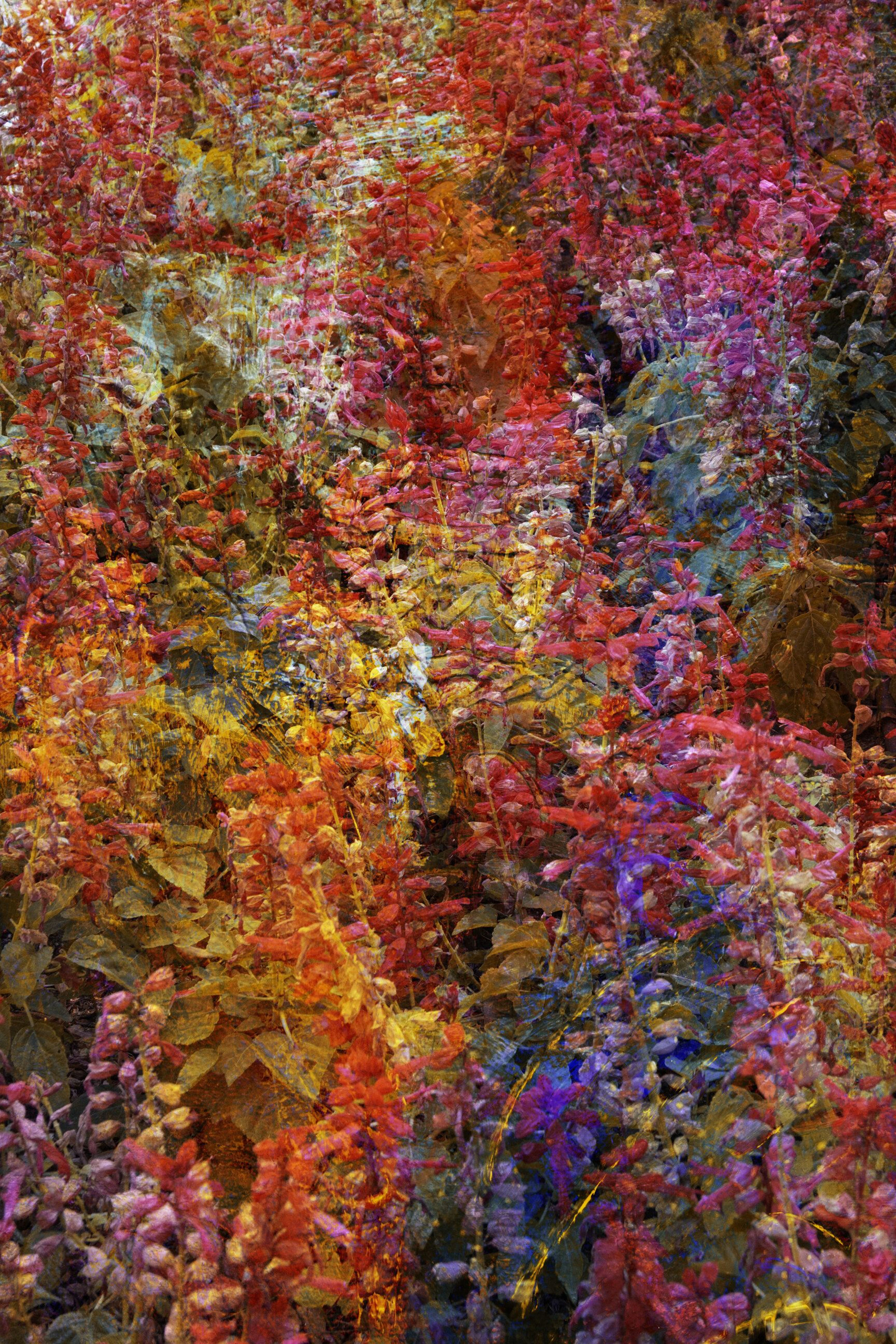 Colors of summer - Viet Ha Tran