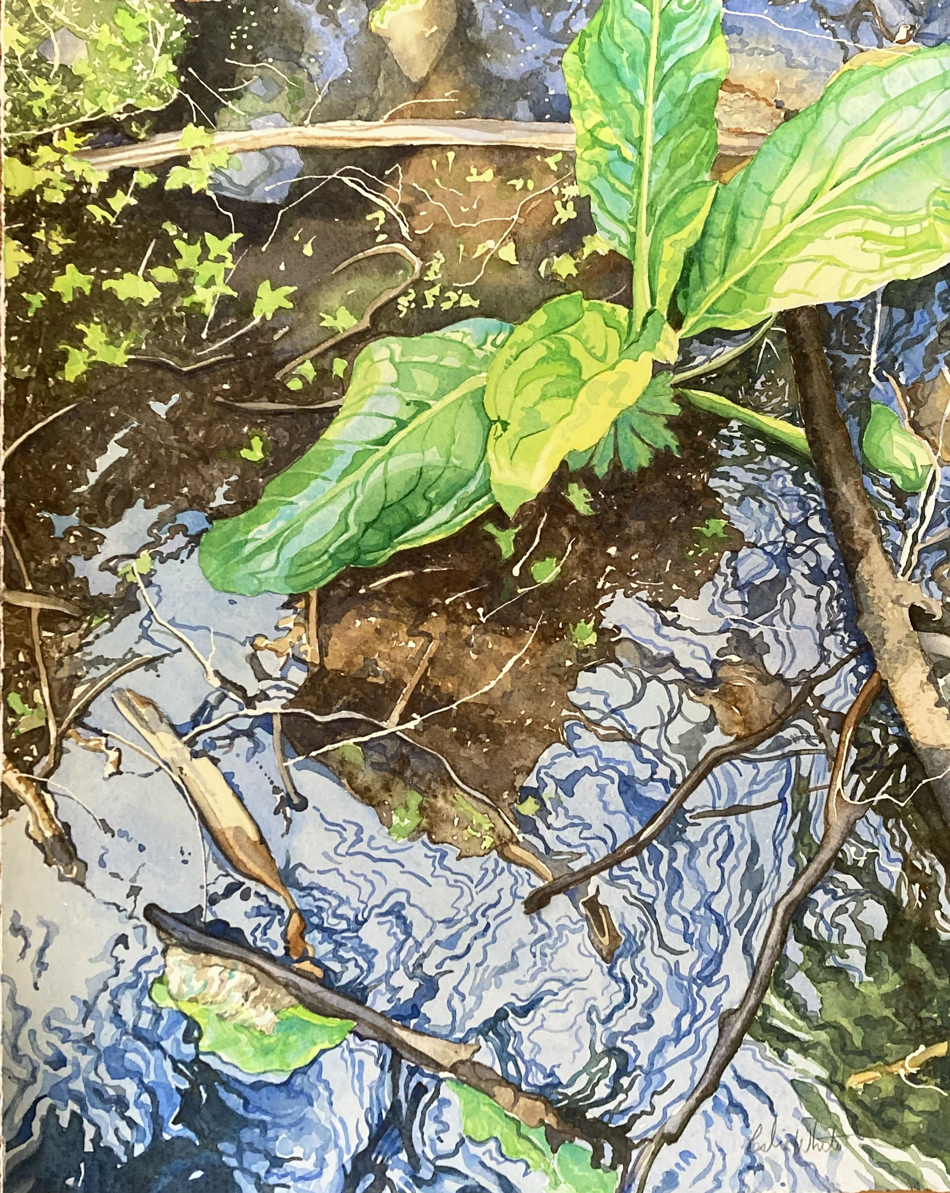 Woodland Spring - Leslie White