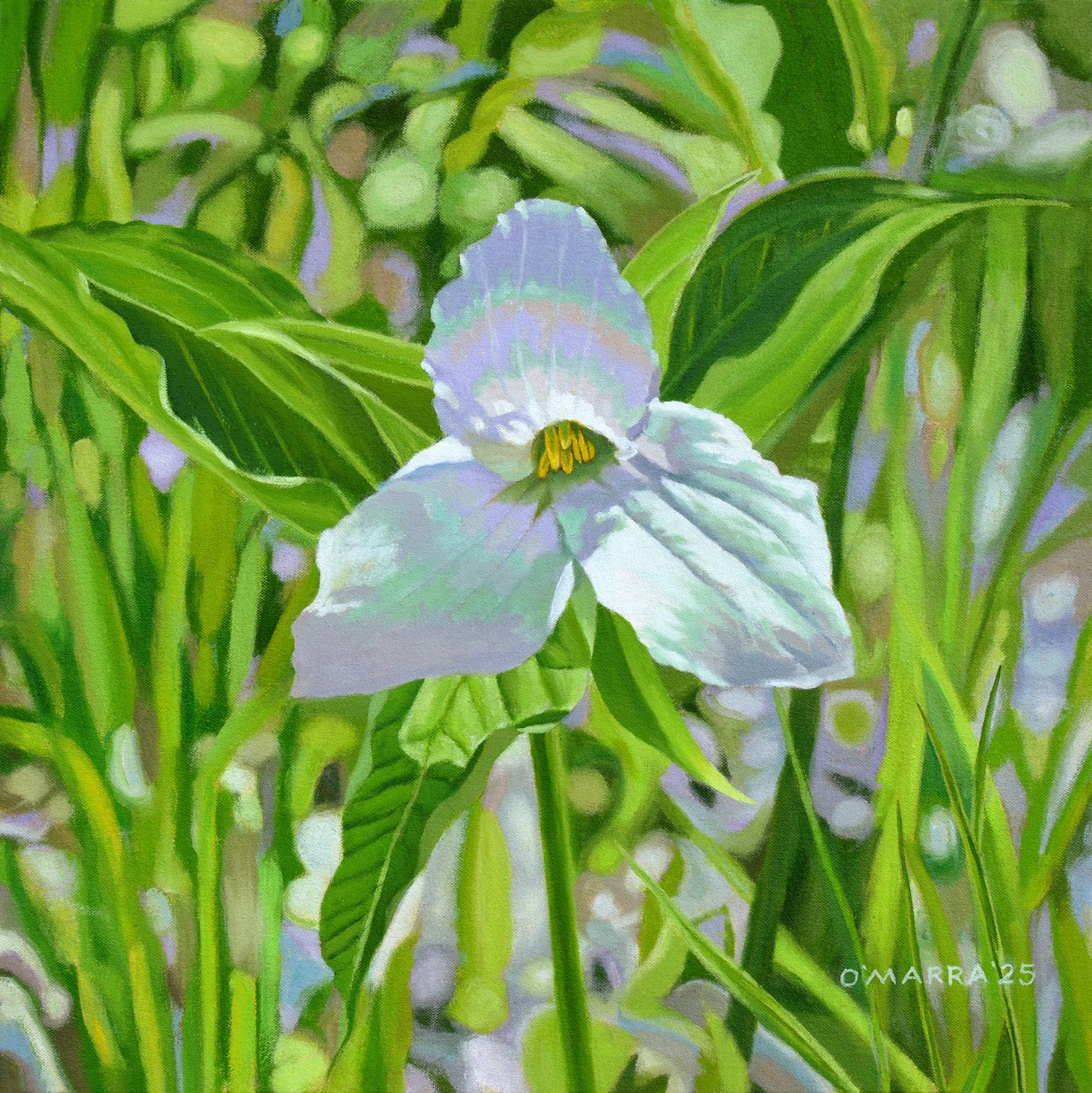 Clark Lake Road Trillium - Allan O'Marra