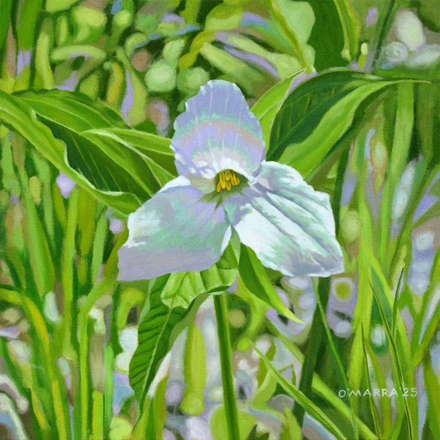 Clark Lake Road Trillium - Allan O'Marra