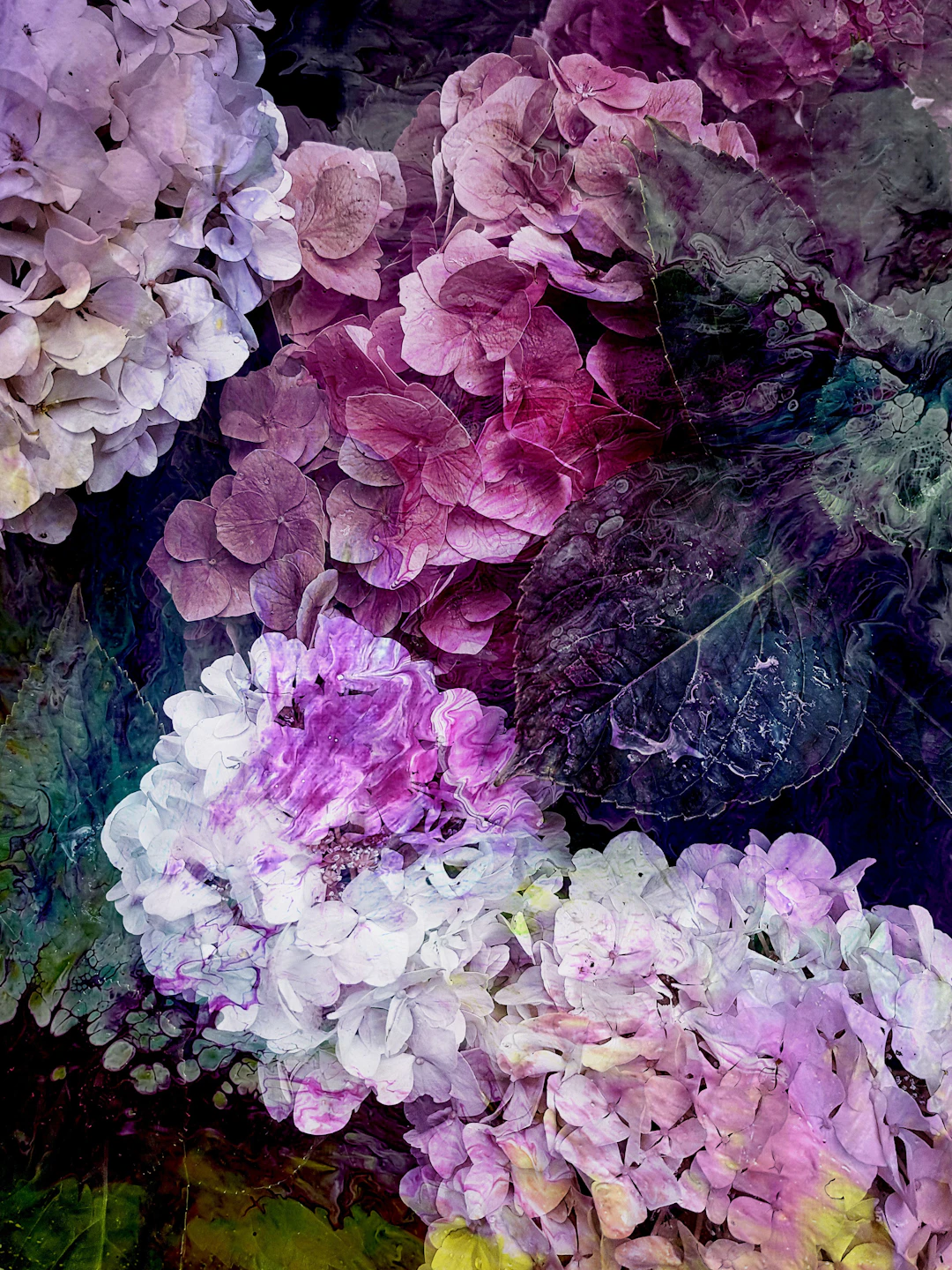 Hortensia I - Viet Ha Tran