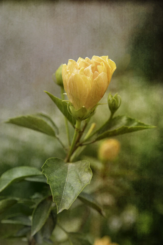 Garden of Time II - Viet Ha Tran