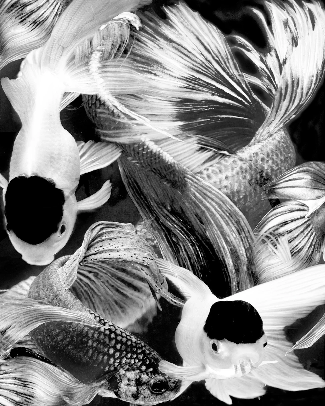Betta BW 10 - Michael Filonow