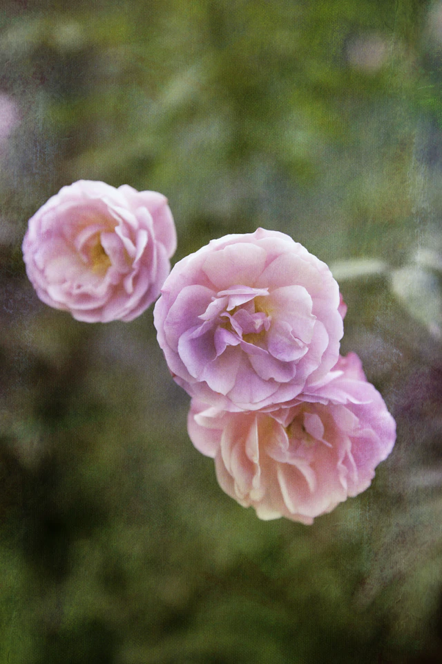 Garden of Time IV - Viet Ha Tran