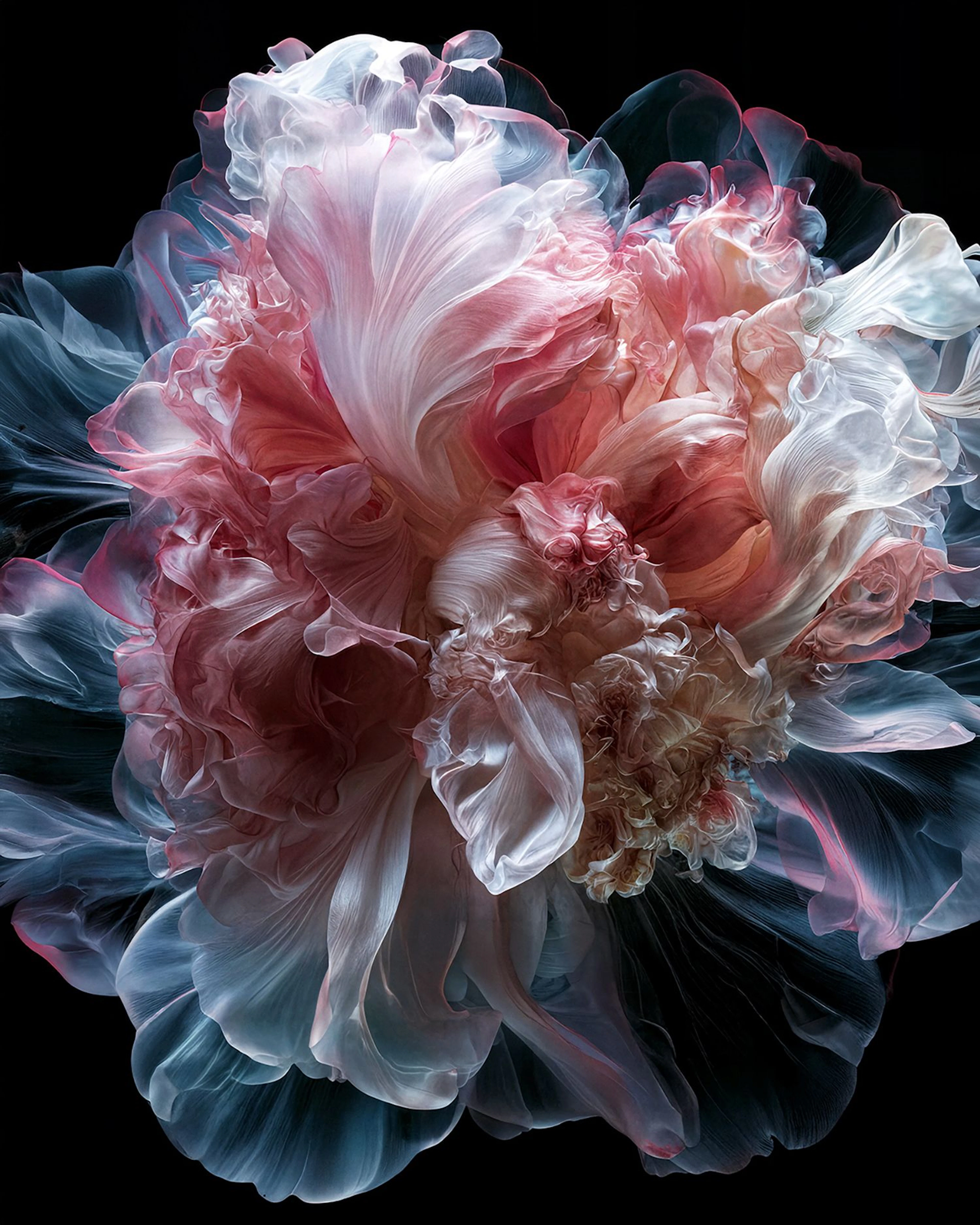 Petals Of Light- Limited Edition - Michael Filonow