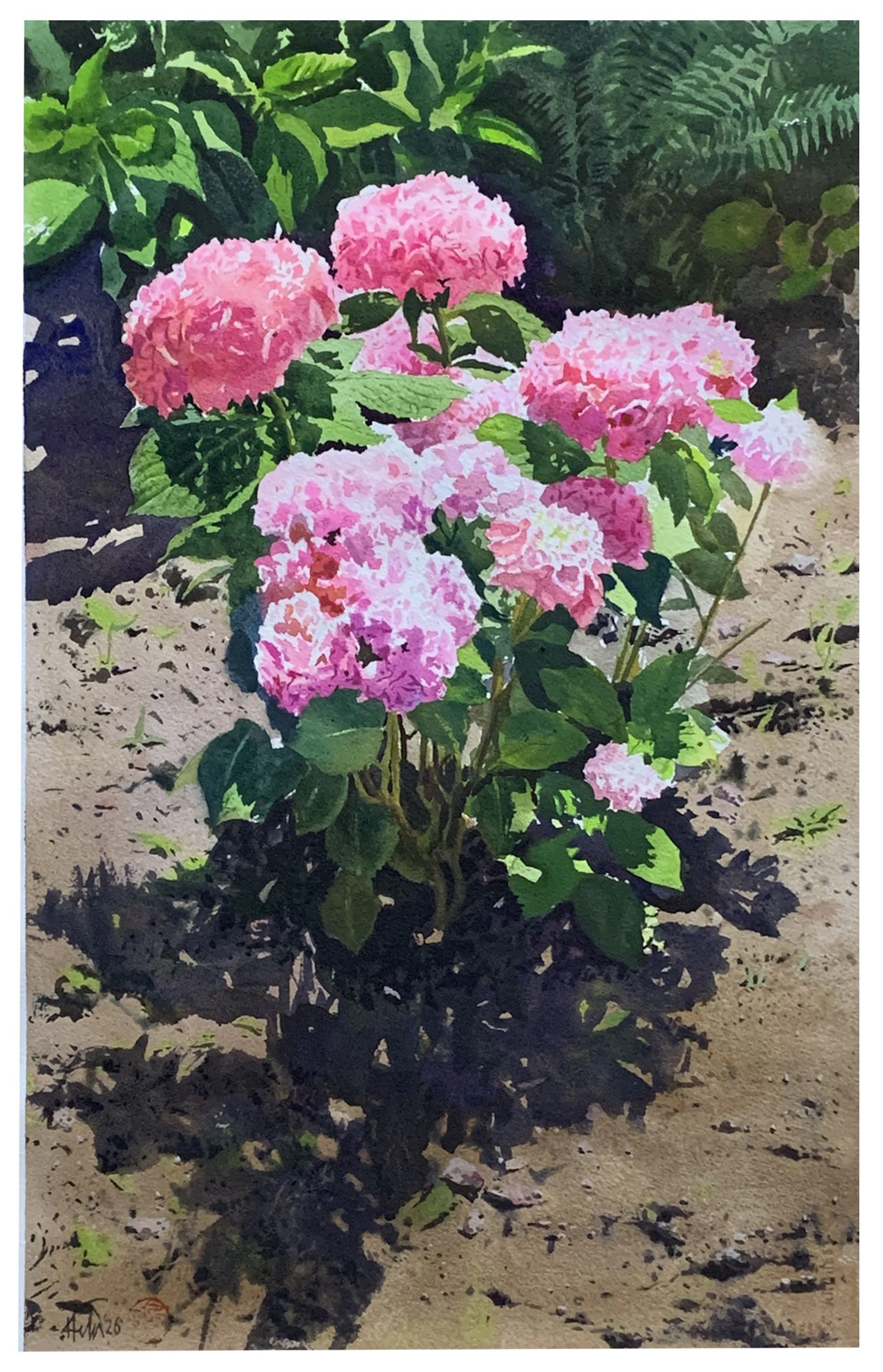 Hydrangea in Sunlight - Helal Uddin