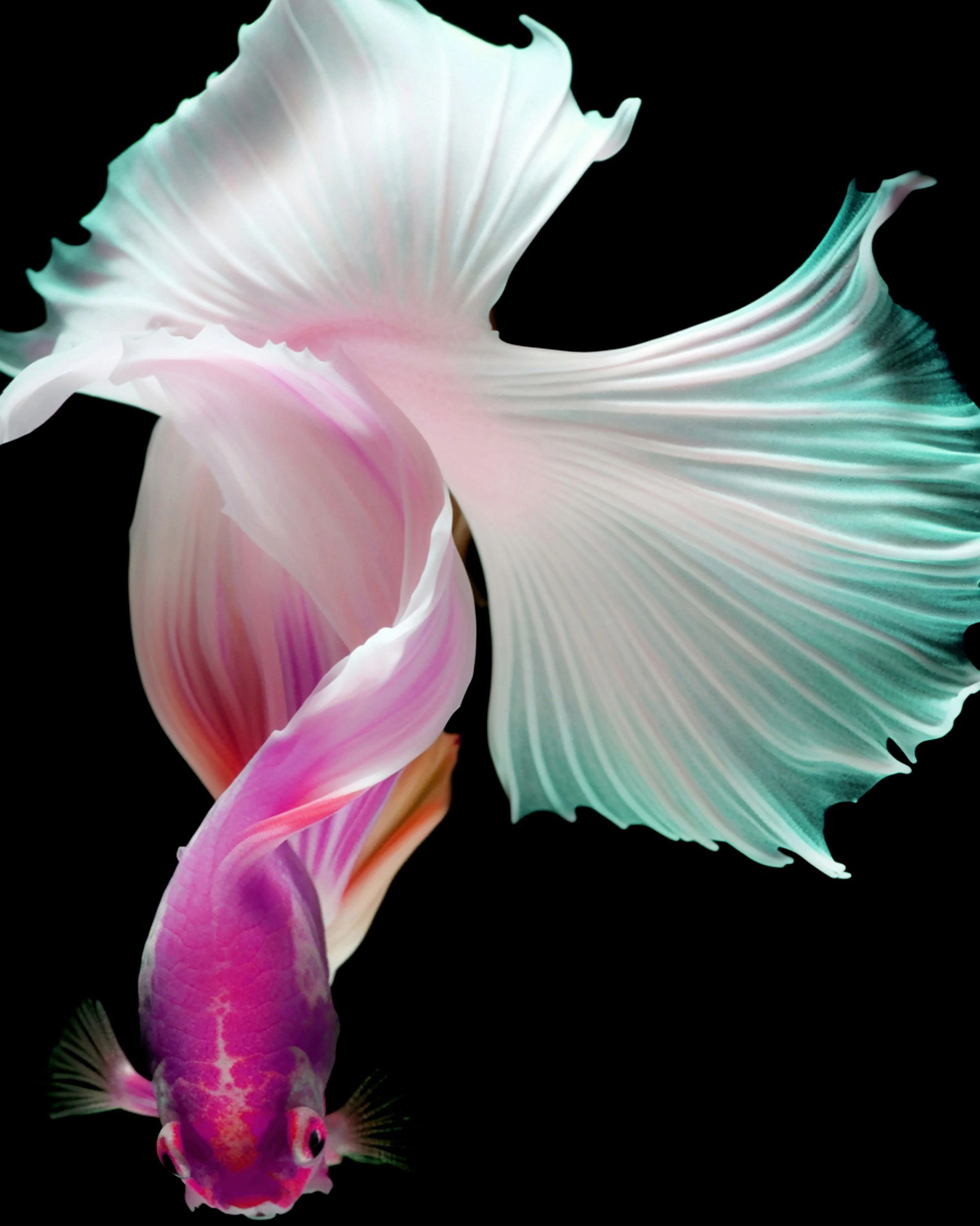 Betta Fish 343 - Michael Filonow