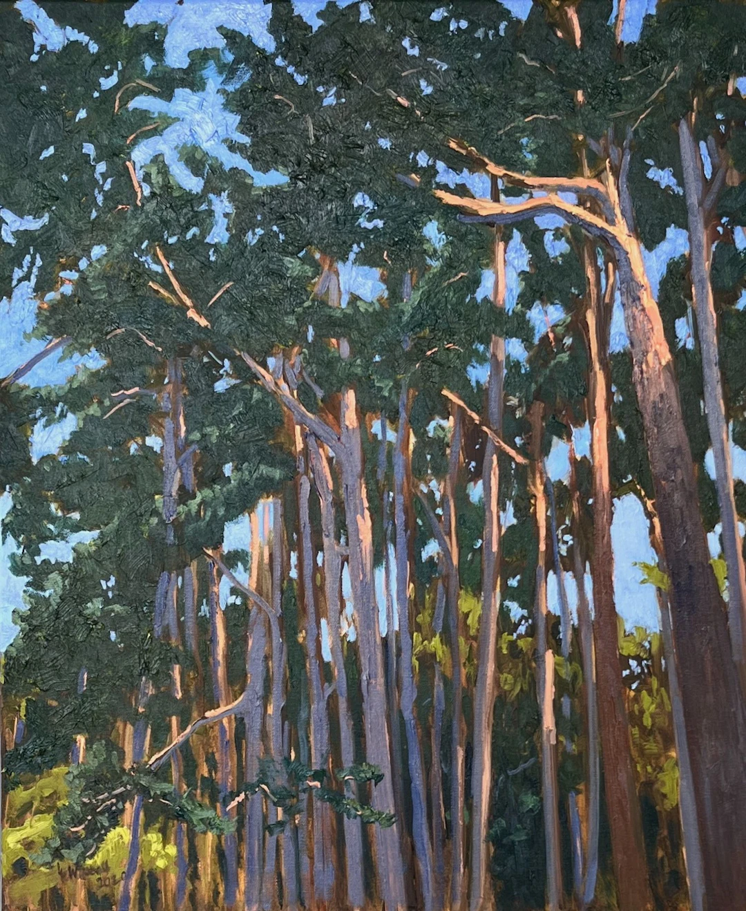 In the Light of the Pine Trees - Gary Westall