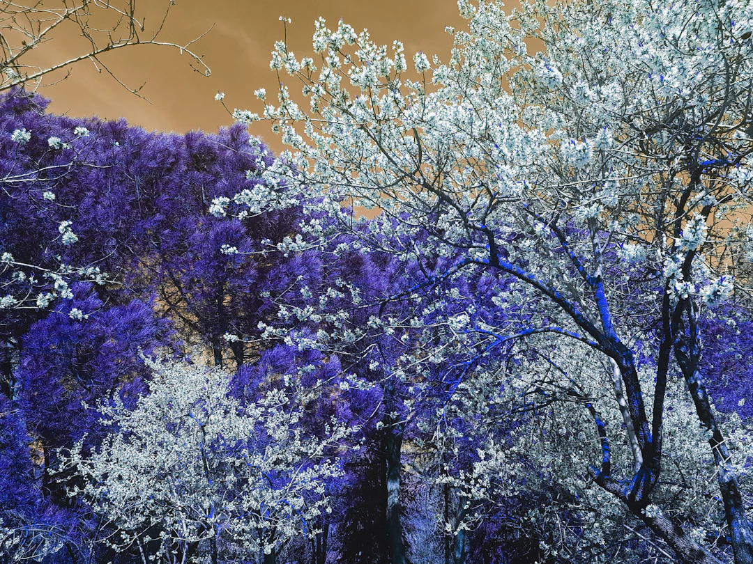 Nature and Seasons II - Viet Ha Tran