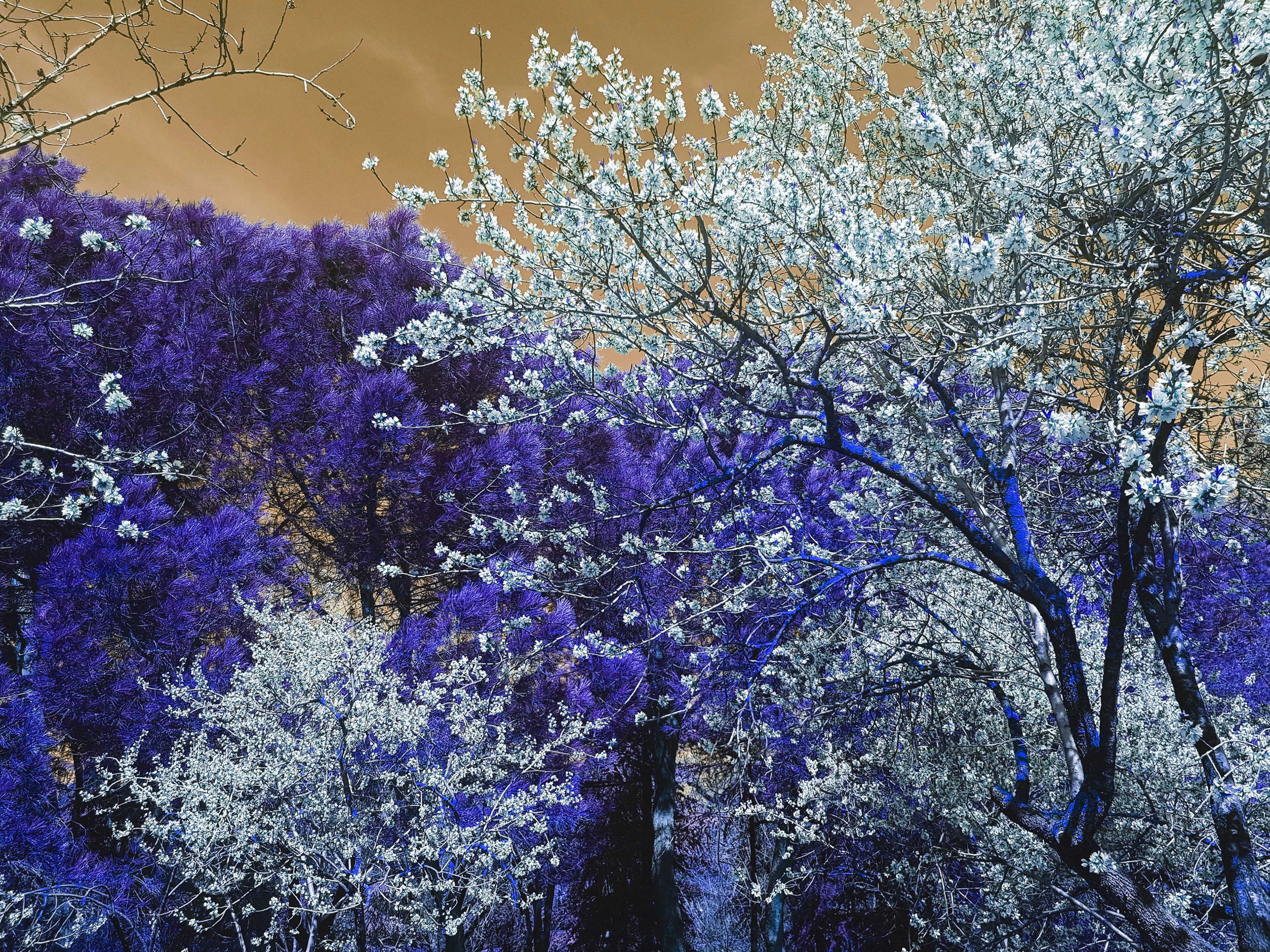 Nature and Seasons II - Viet Ha Tran