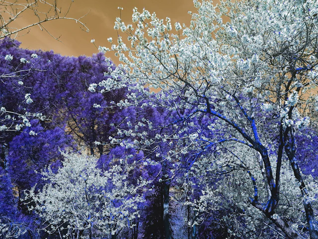 Nature and Seasons II - Viet Ha Tran