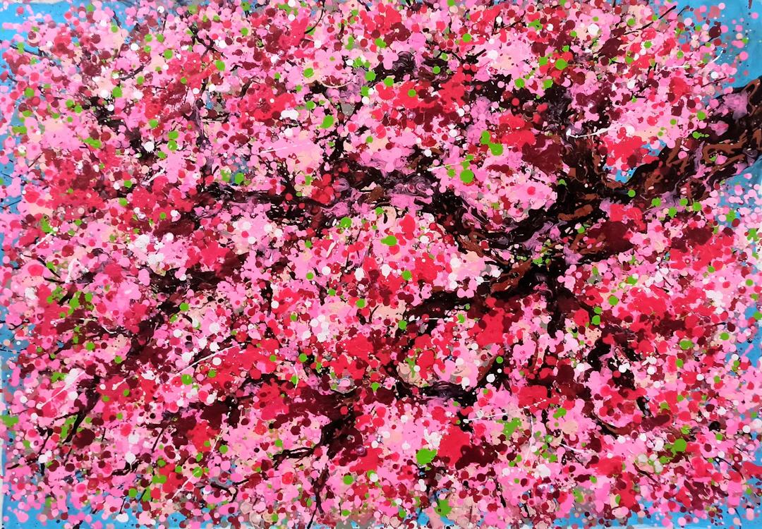SAKURA - Cherry blossom - Hoang Phuong