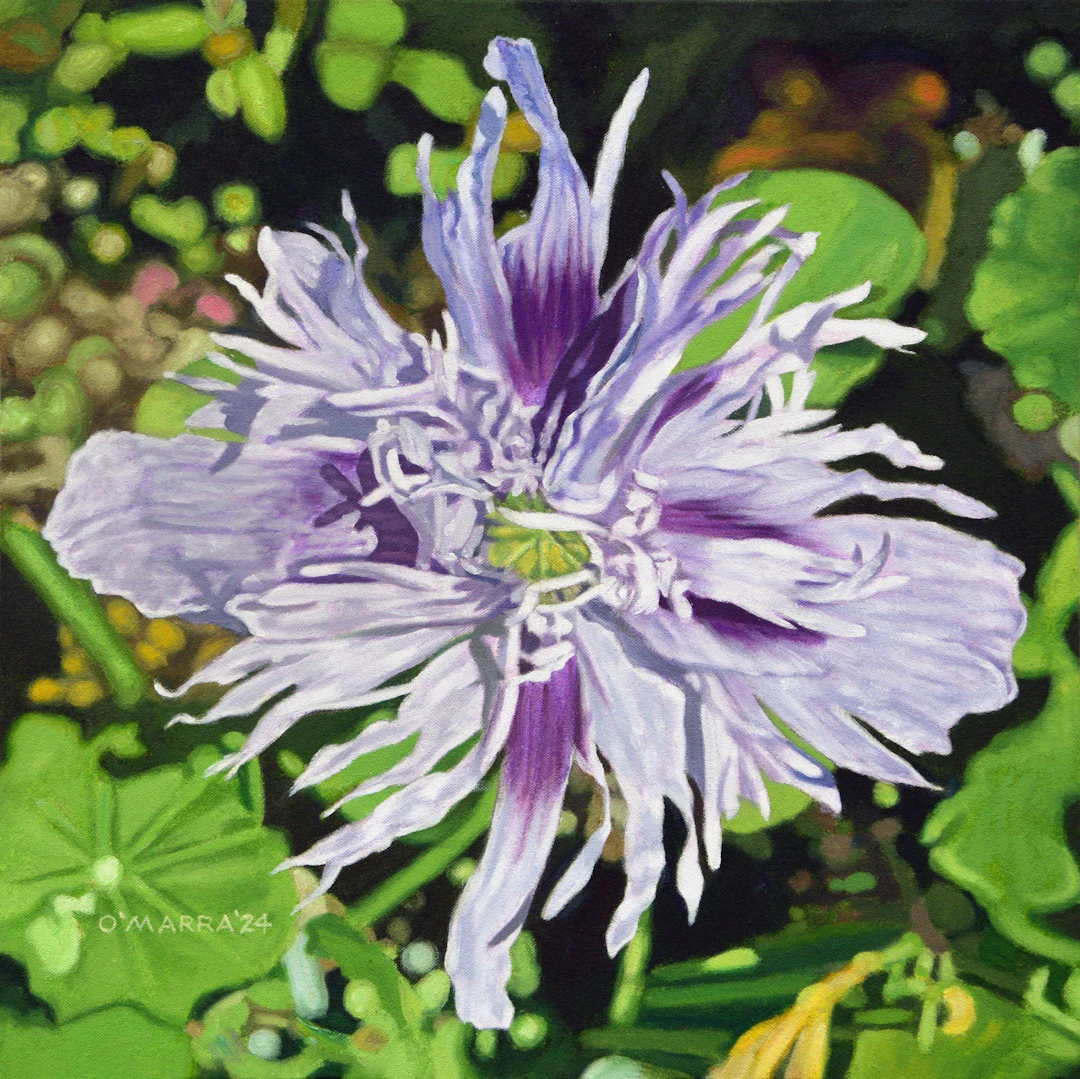 Purple Ornamental Poppy - Allan O'Marra