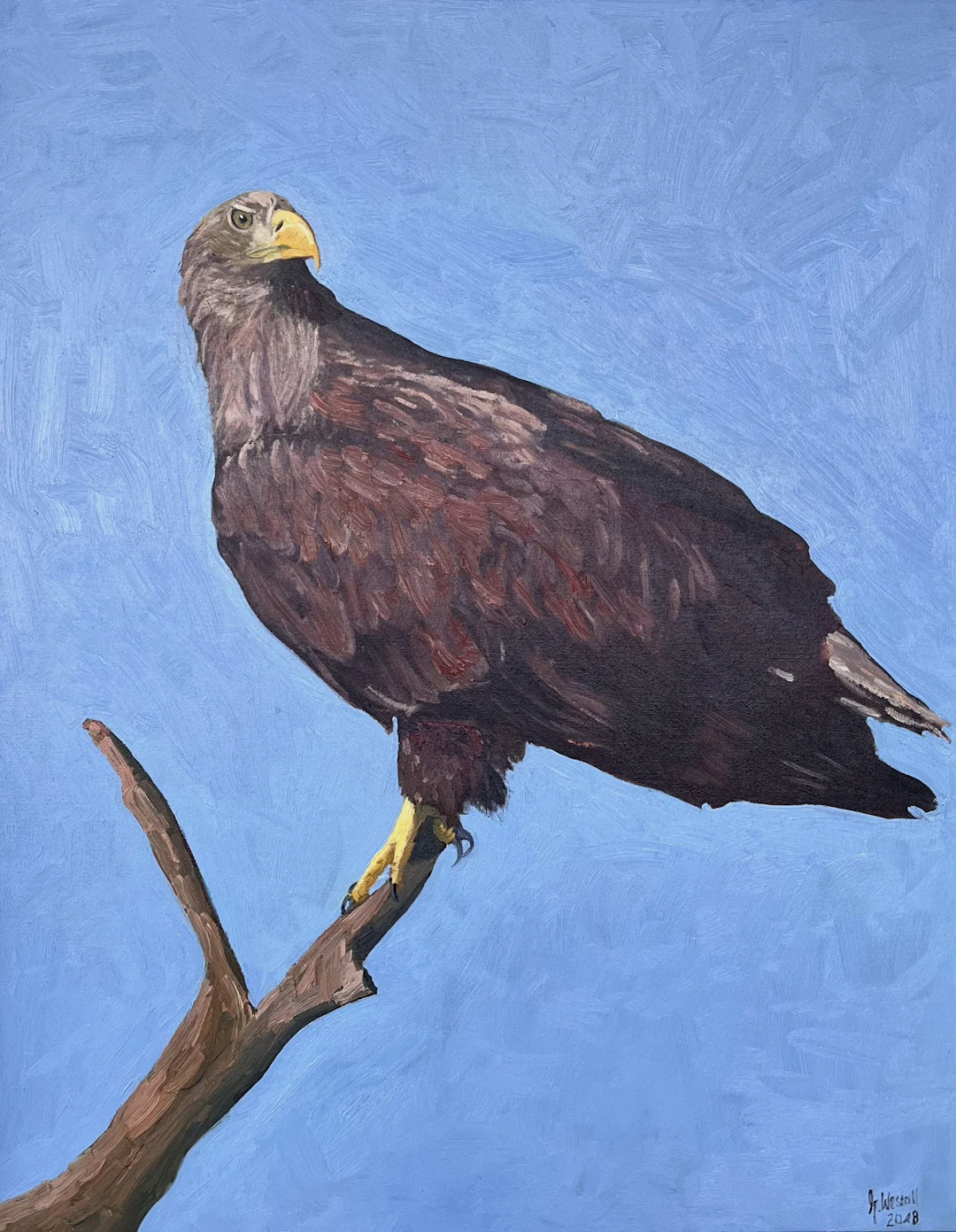 Sea Eagle - Queen of the Skies - Gary Westall