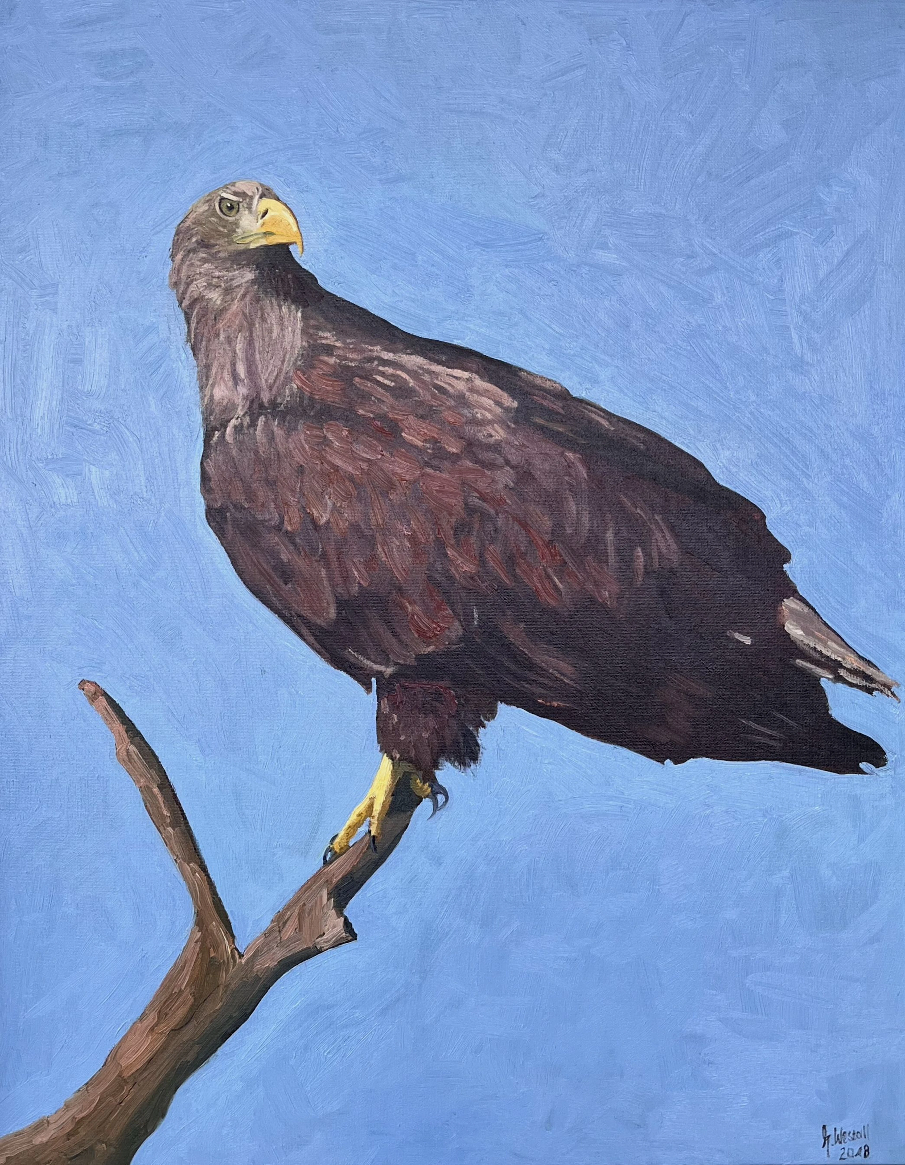 Sea Eagle - Queen of the Skies - Gary Westall