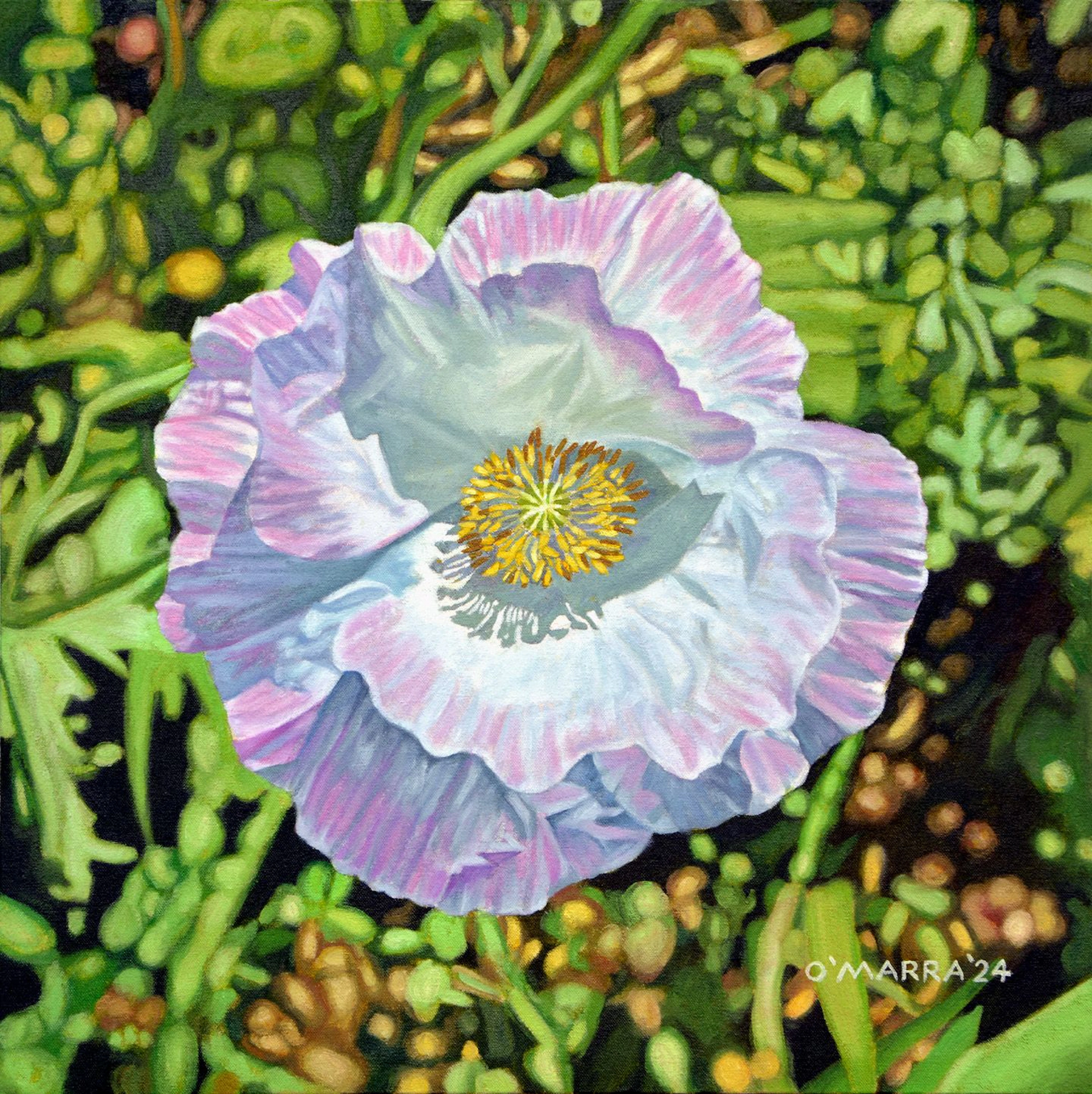 Pink Poppy II - Allan O'Marra