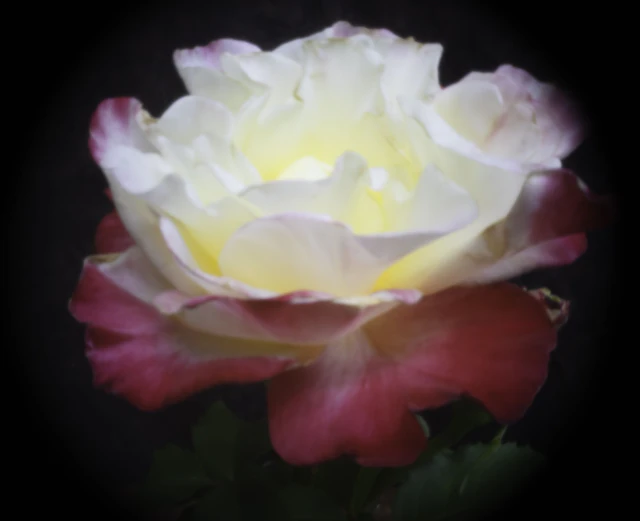 Rosa ""Double Delight"" - David McCrae