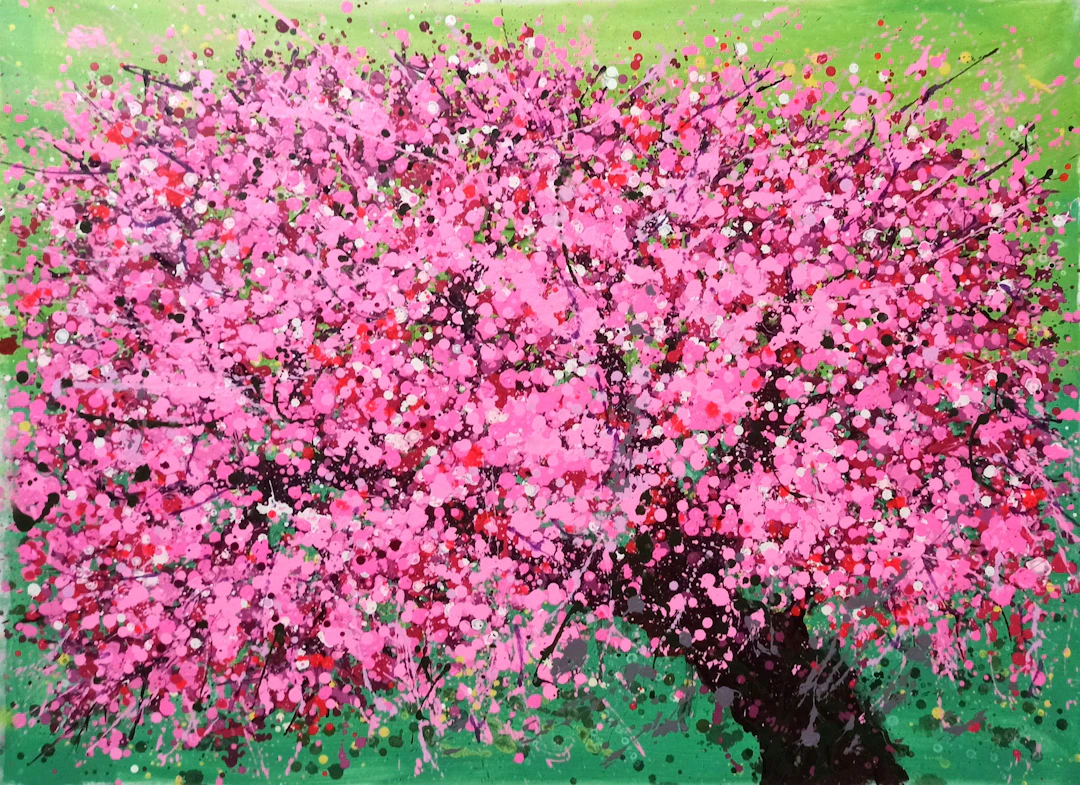 Cherry blossoms bloom - Hoang Phuong