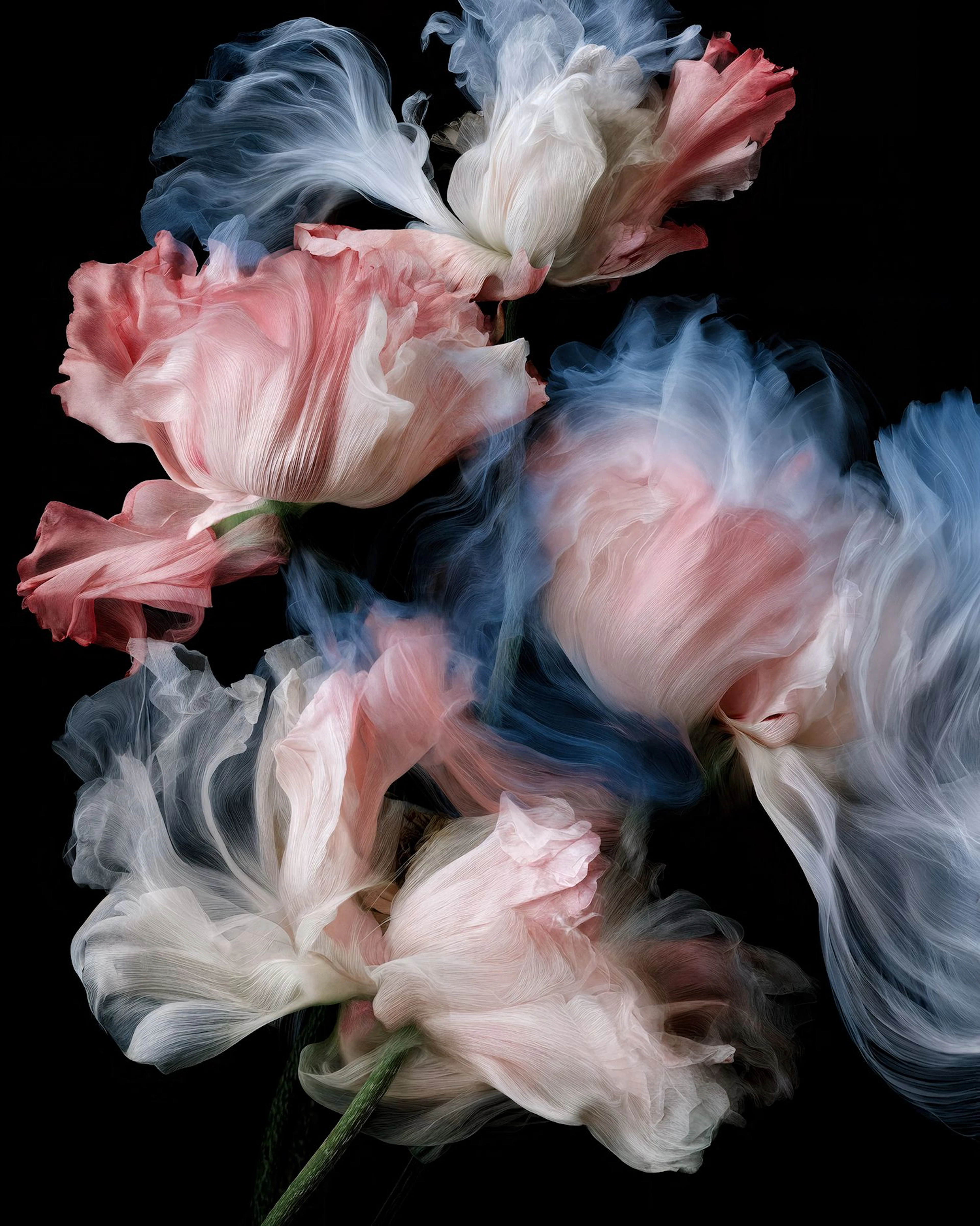 Petals in Motion - Michael Filonow